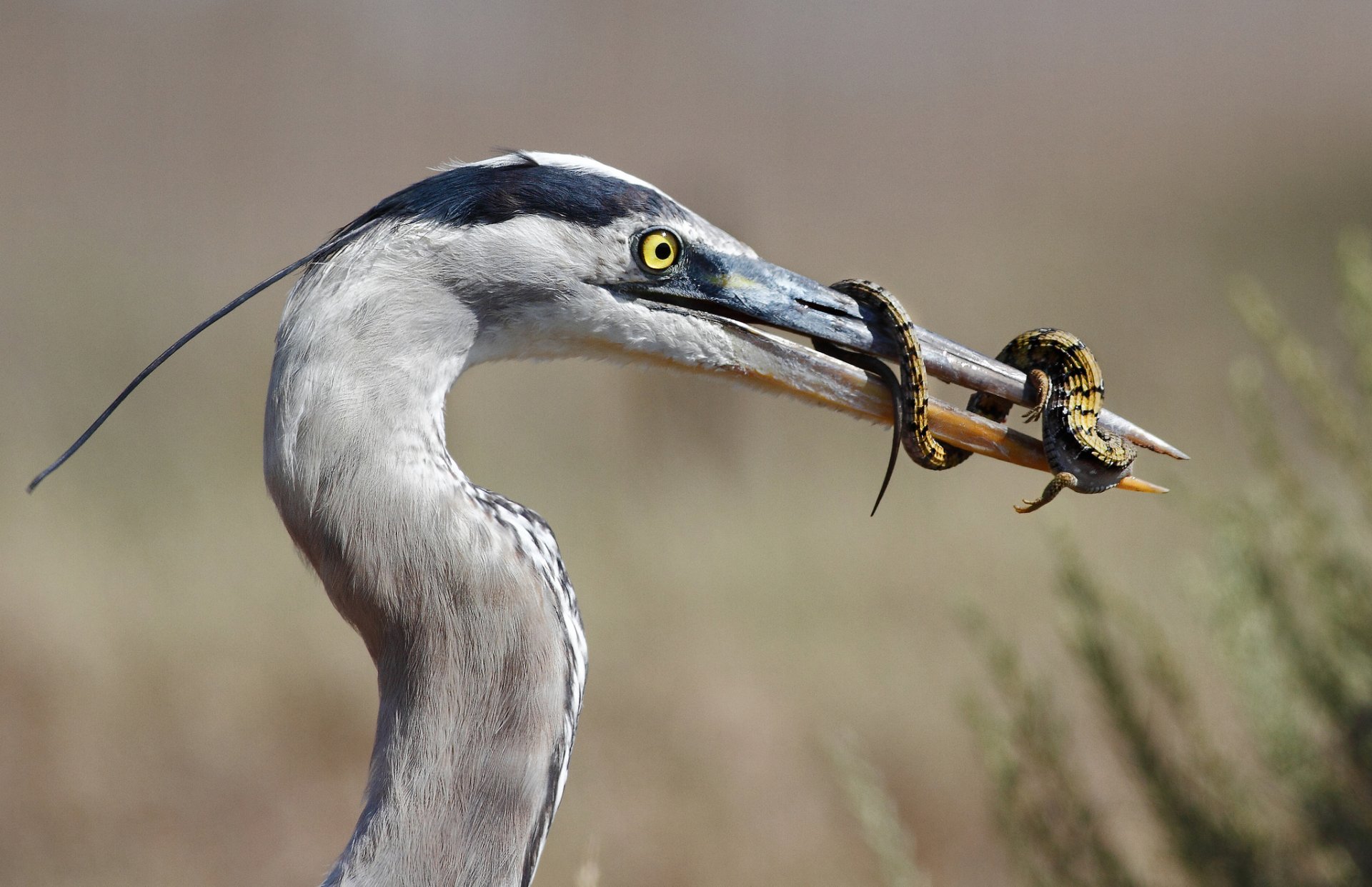 great blue heron lizard mining lunch