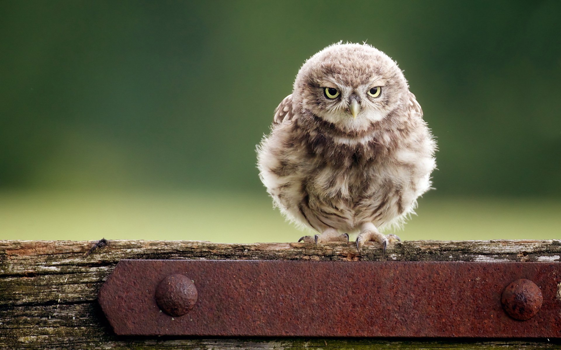 oiseau hibou nature