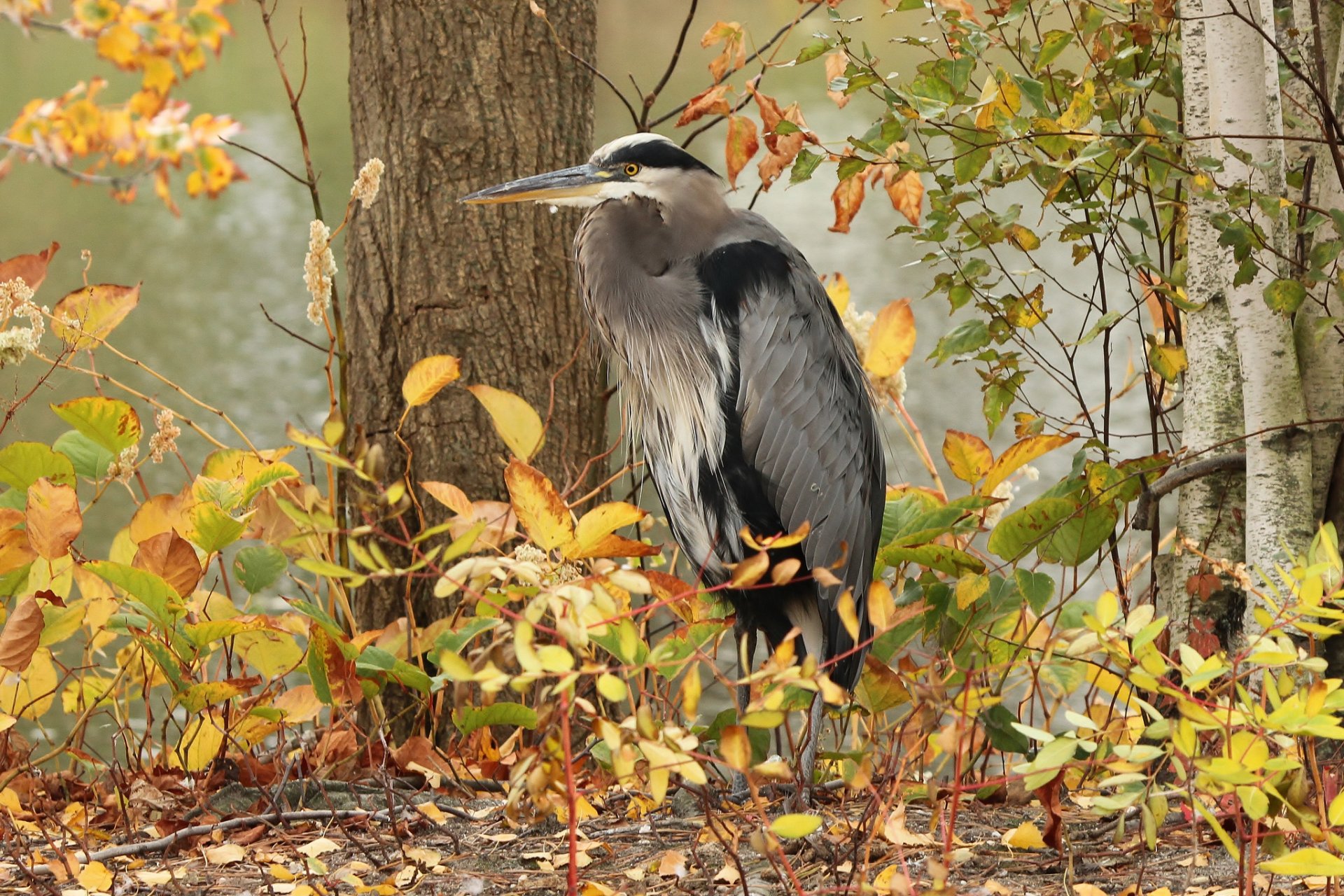 garza gris pájaro árboles hojas otoño