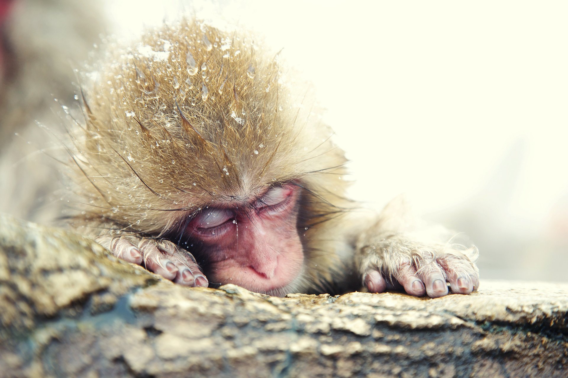 macaco japonés mono de nieve invierno japón