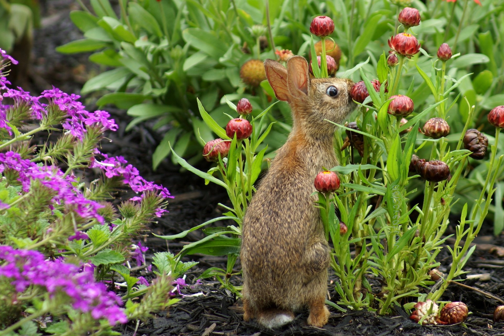 lapin fleurs jardin