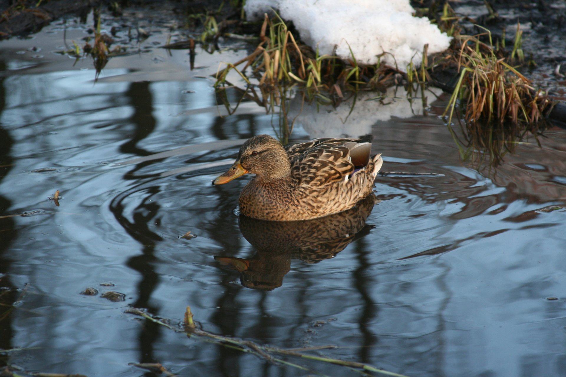 animaux oiseaux canard hiver lac nage