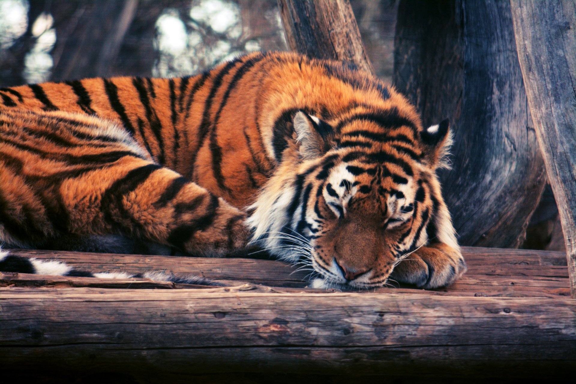 tiger log tree sleeping