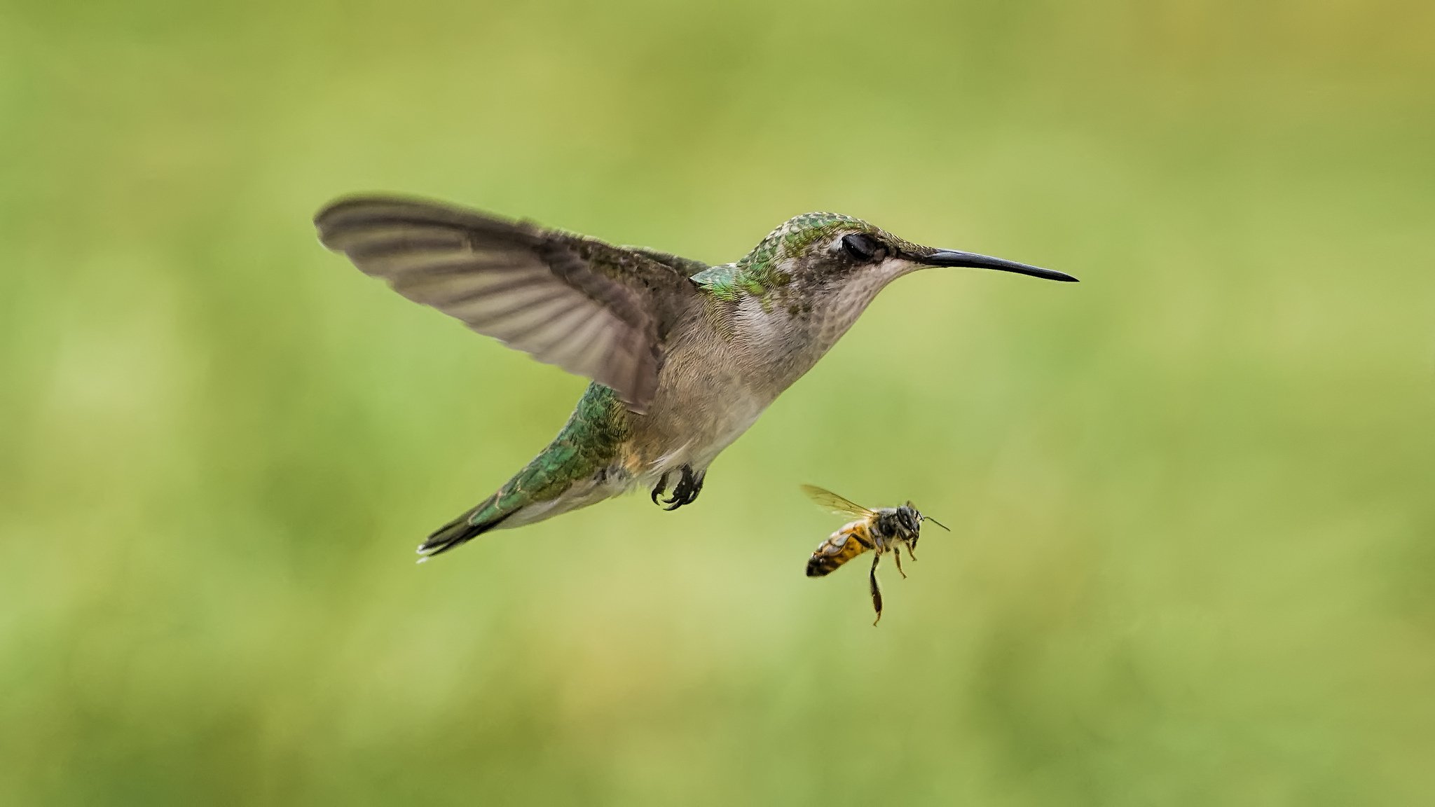 pájaro colibrí insecto abeja en vuelo