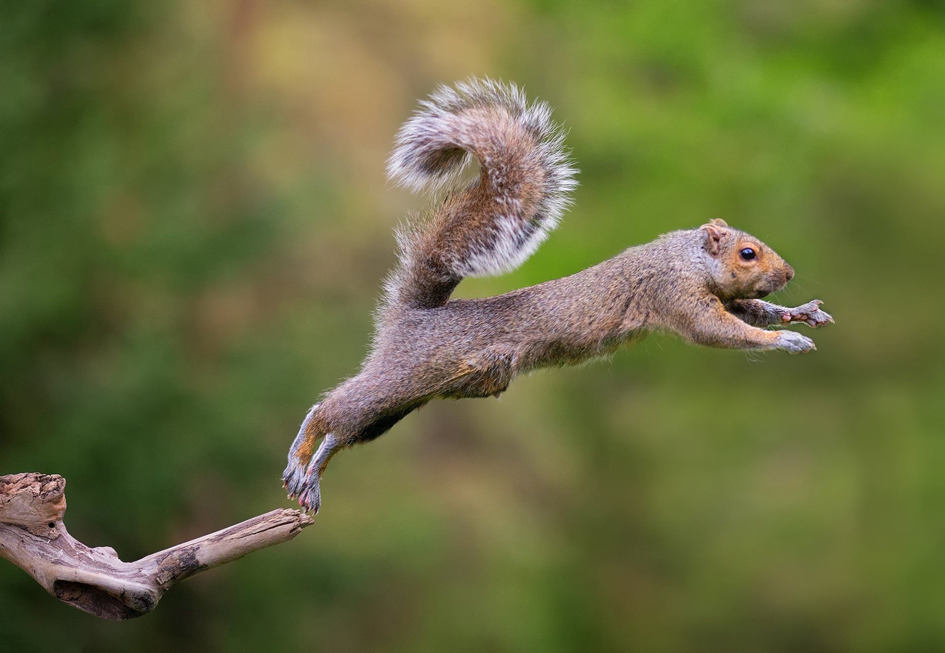 écureuil saut animaux