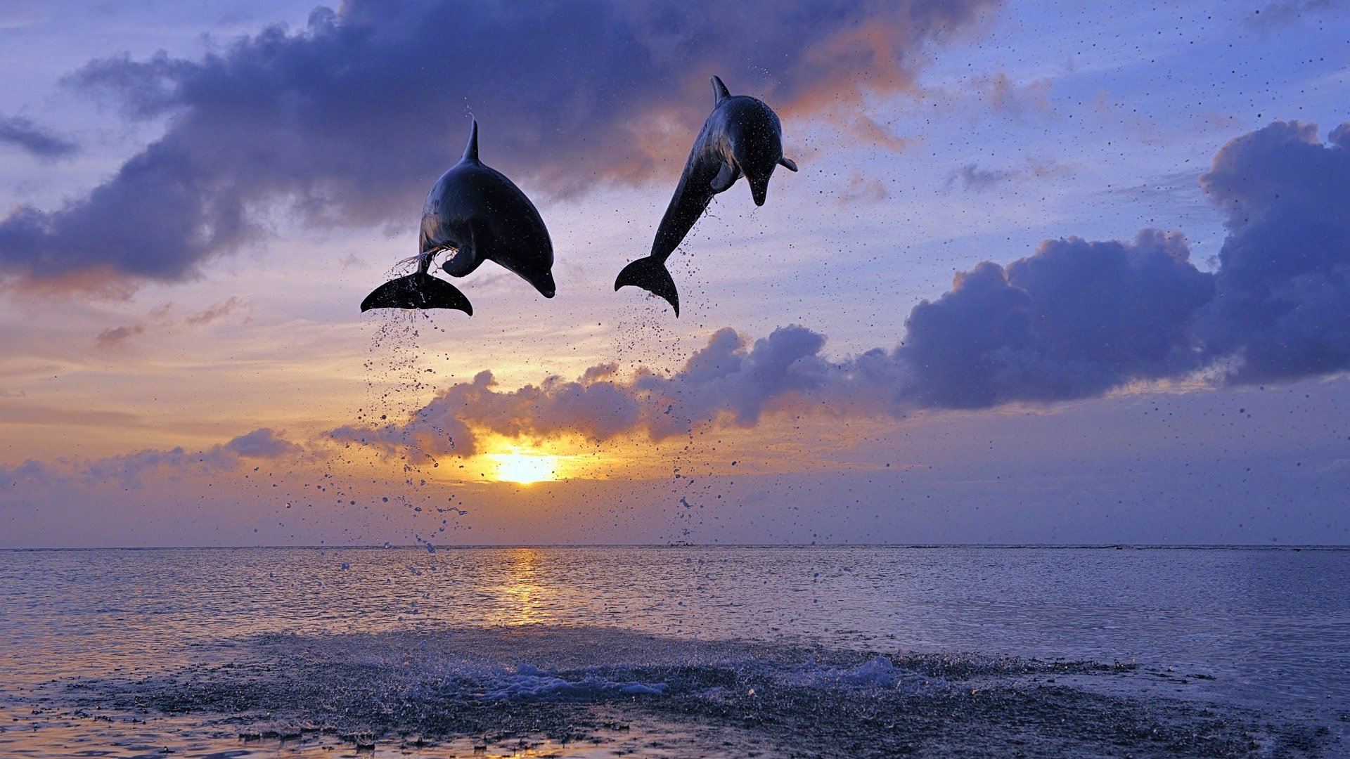 dauphins mer soleil saut