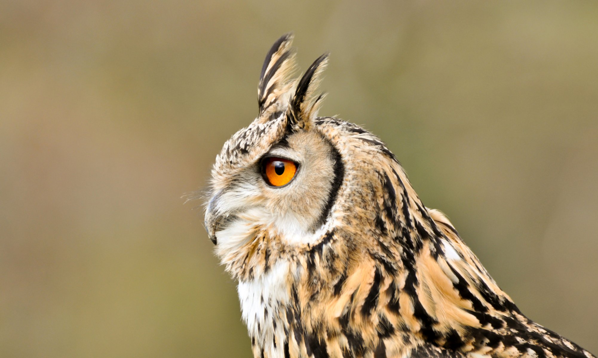 eule langohr vogel profil blick