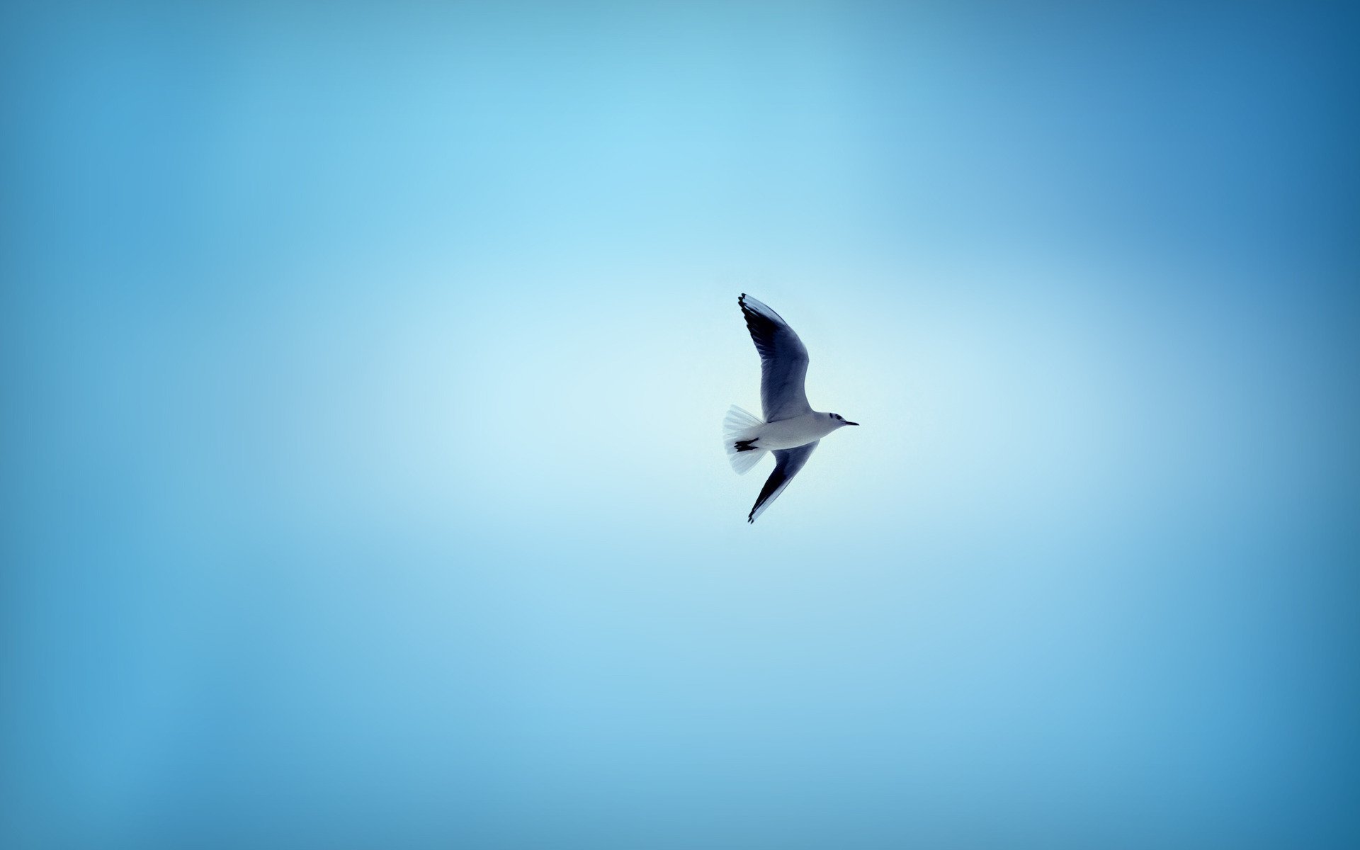 fondo azul cielo pájaro alas