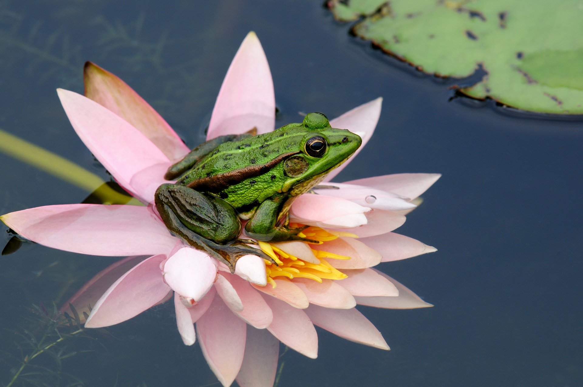 rana acqua fiore foglia natura