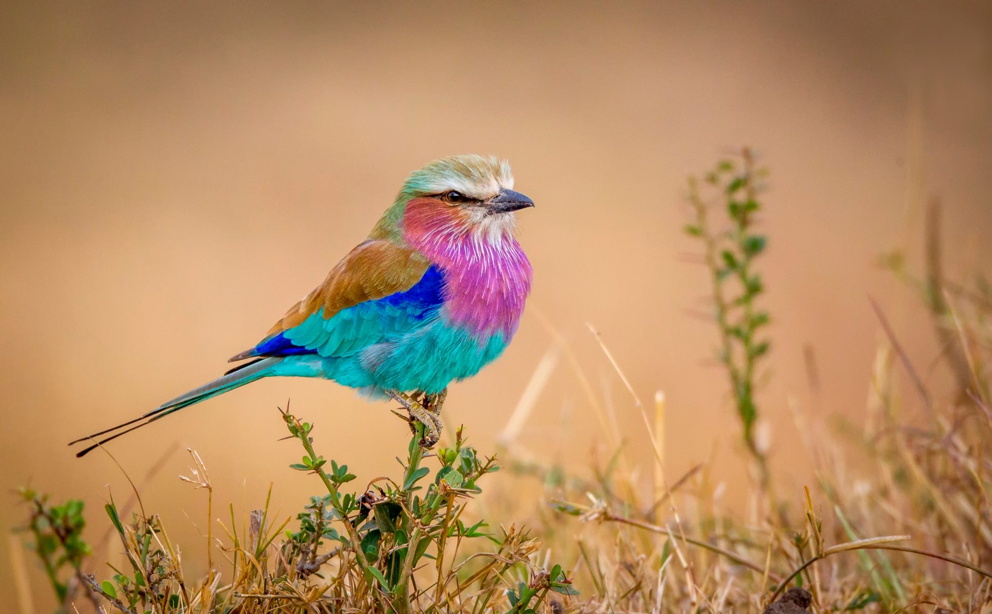 flying rainbow bird multicolored