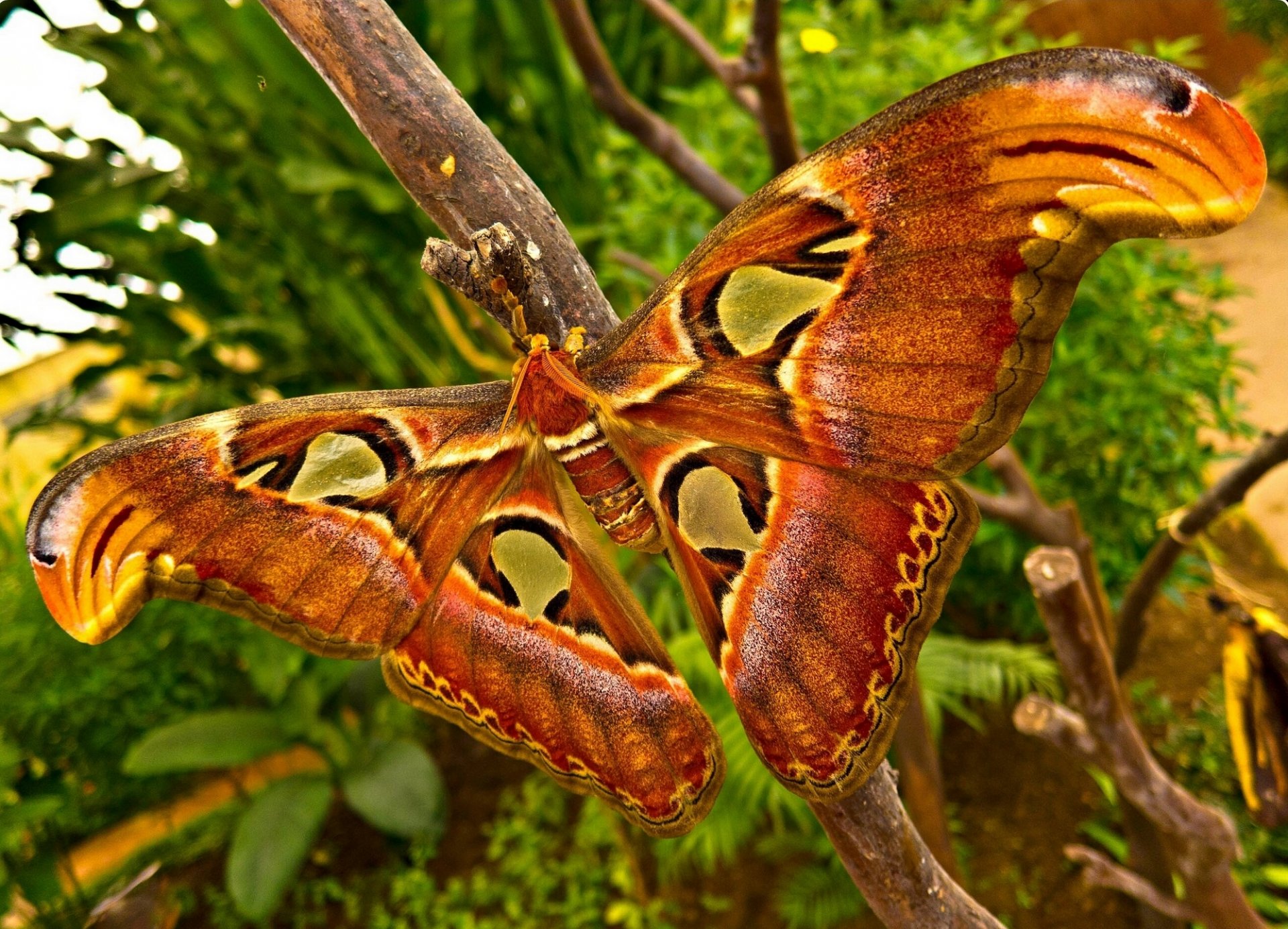 butterfly wings close up