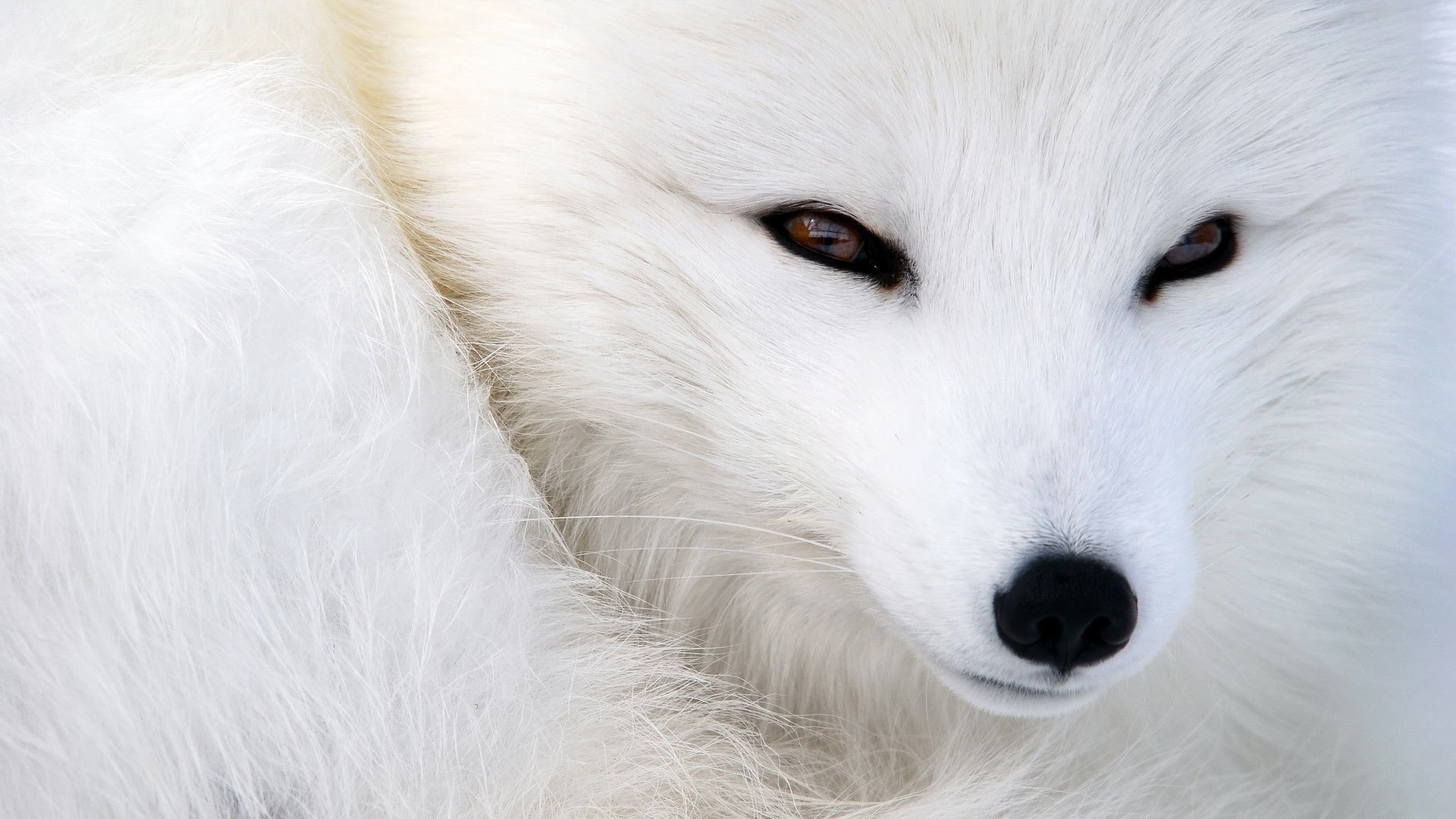 animals fox polar fox arctic fox snout view bow eyes fur wool