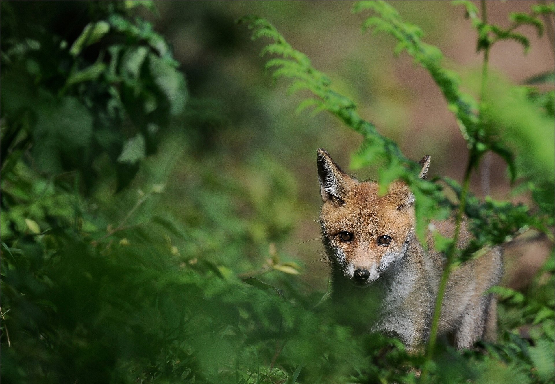 renard renard herbe