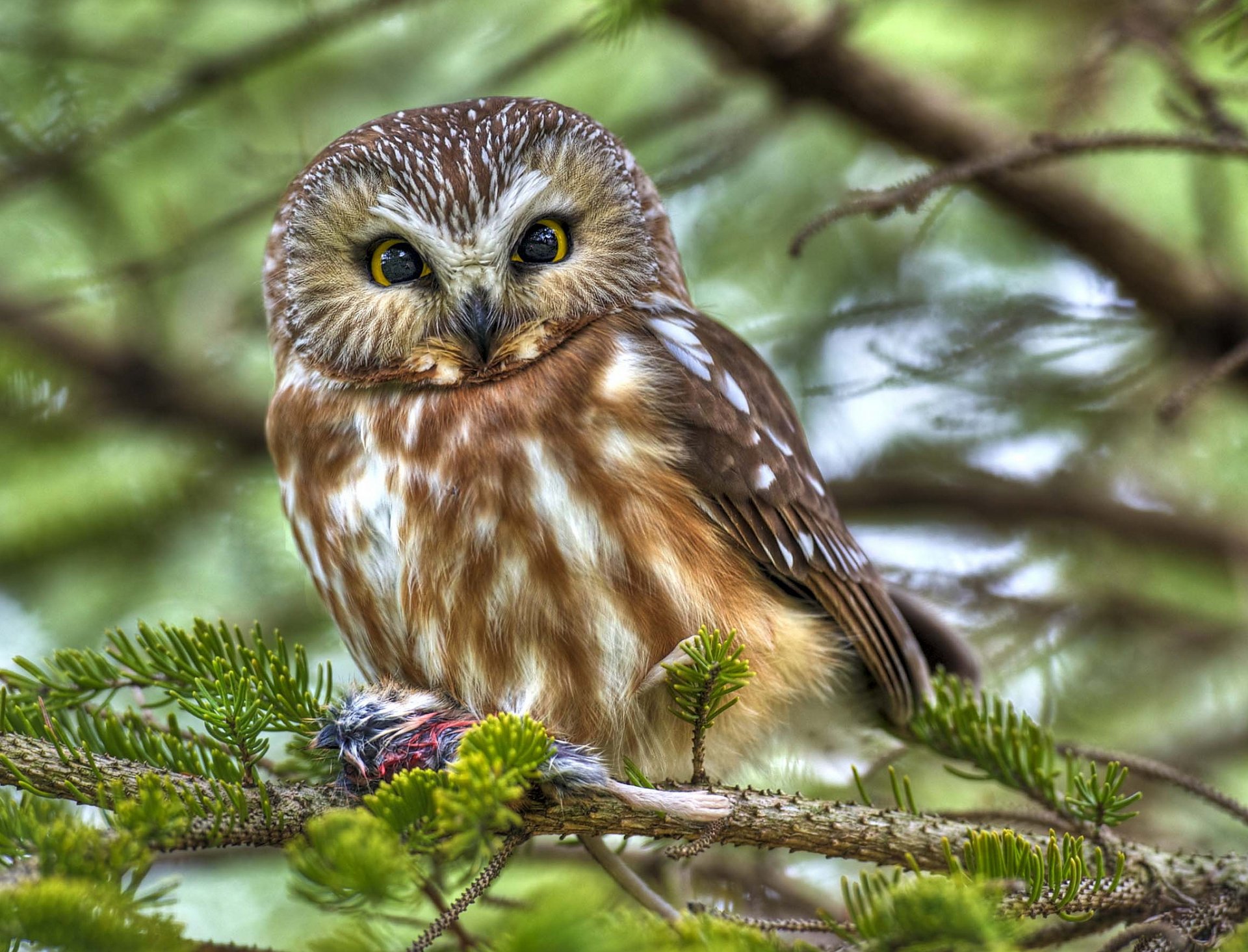 oiseau hibou proie branches