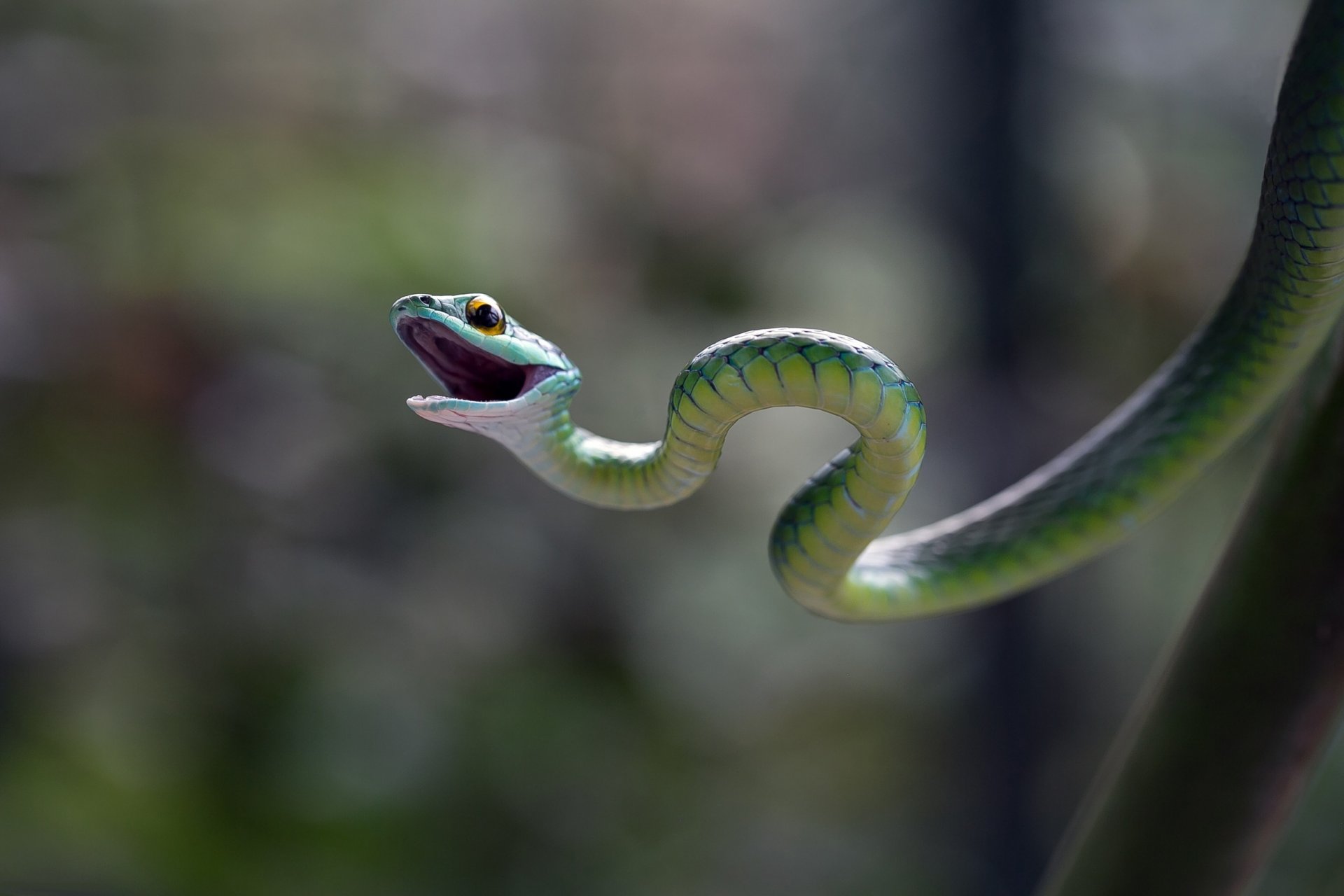 serpent éblouissement fond