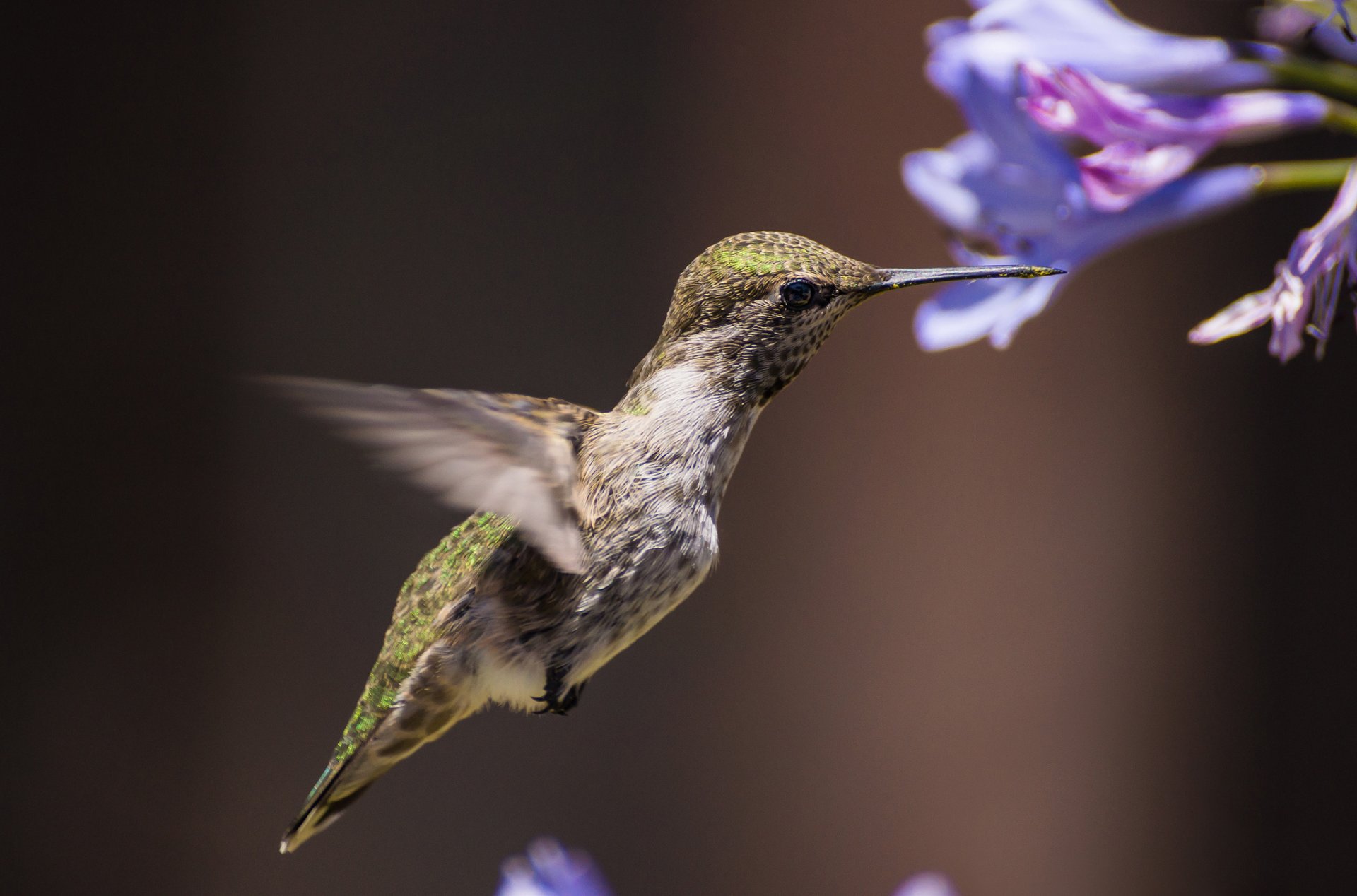 fiori uccello uccellino colibrì sfondo