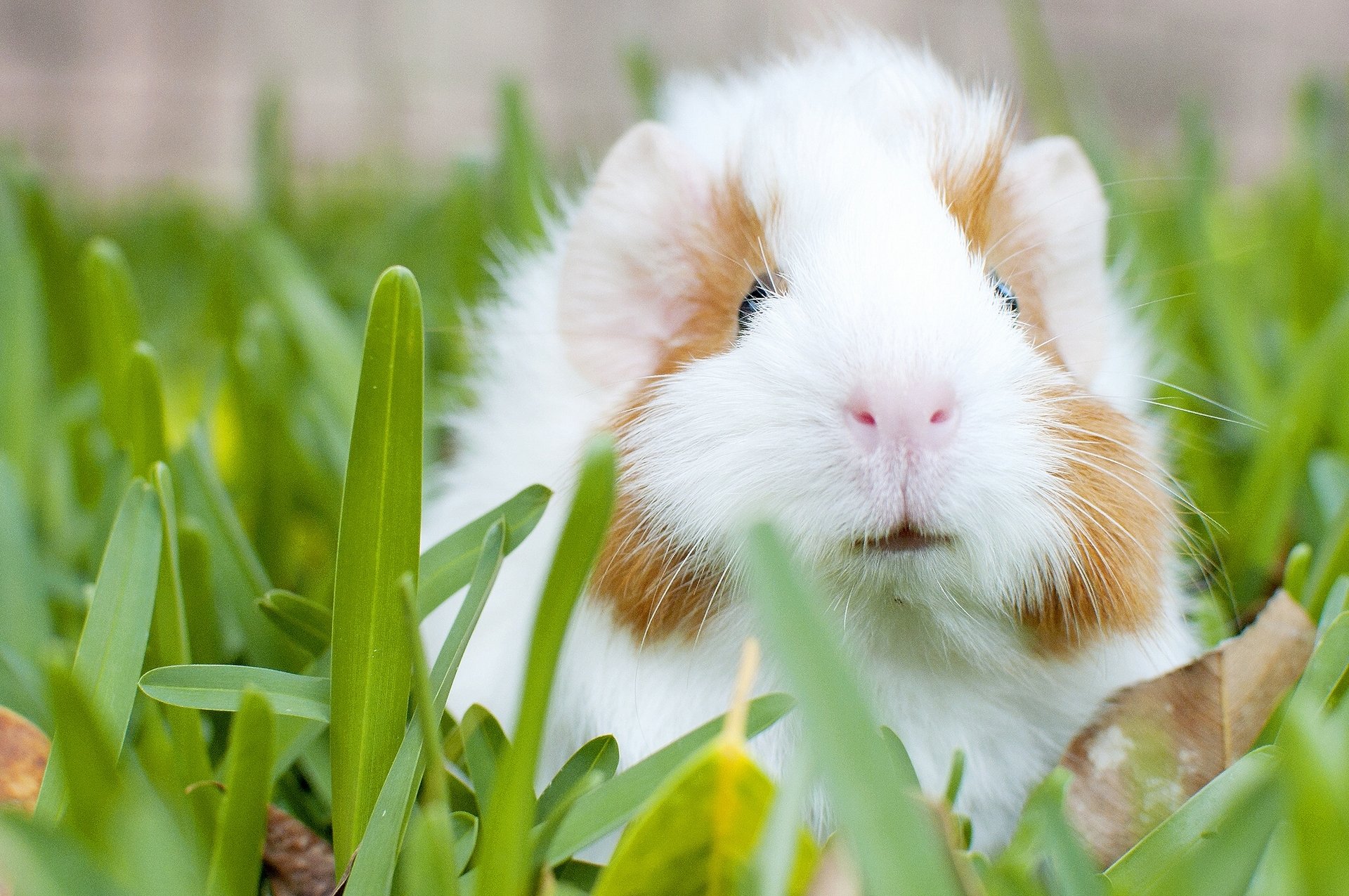 guinea pigs grass rodent