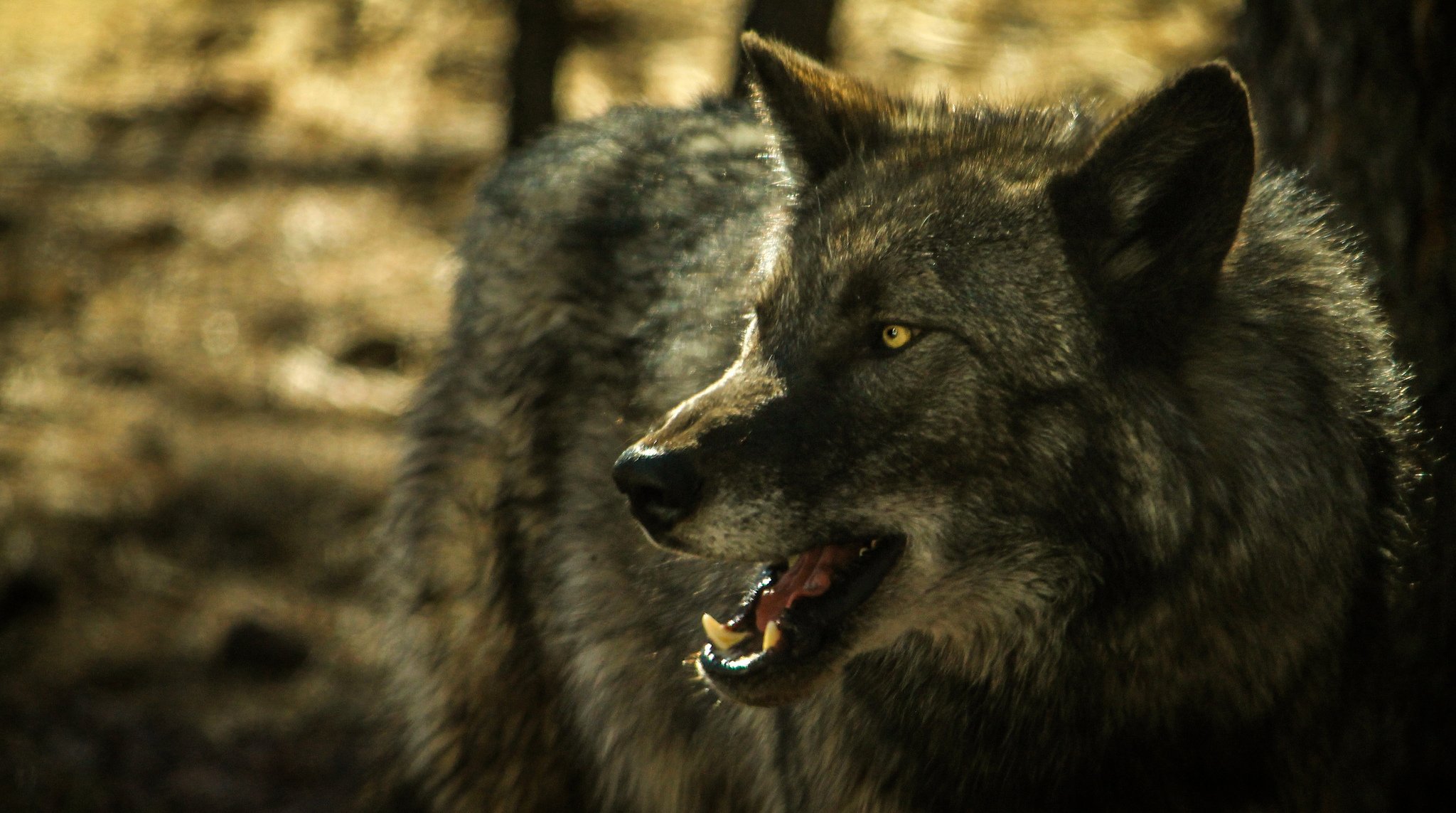 lobo gris sonrisa