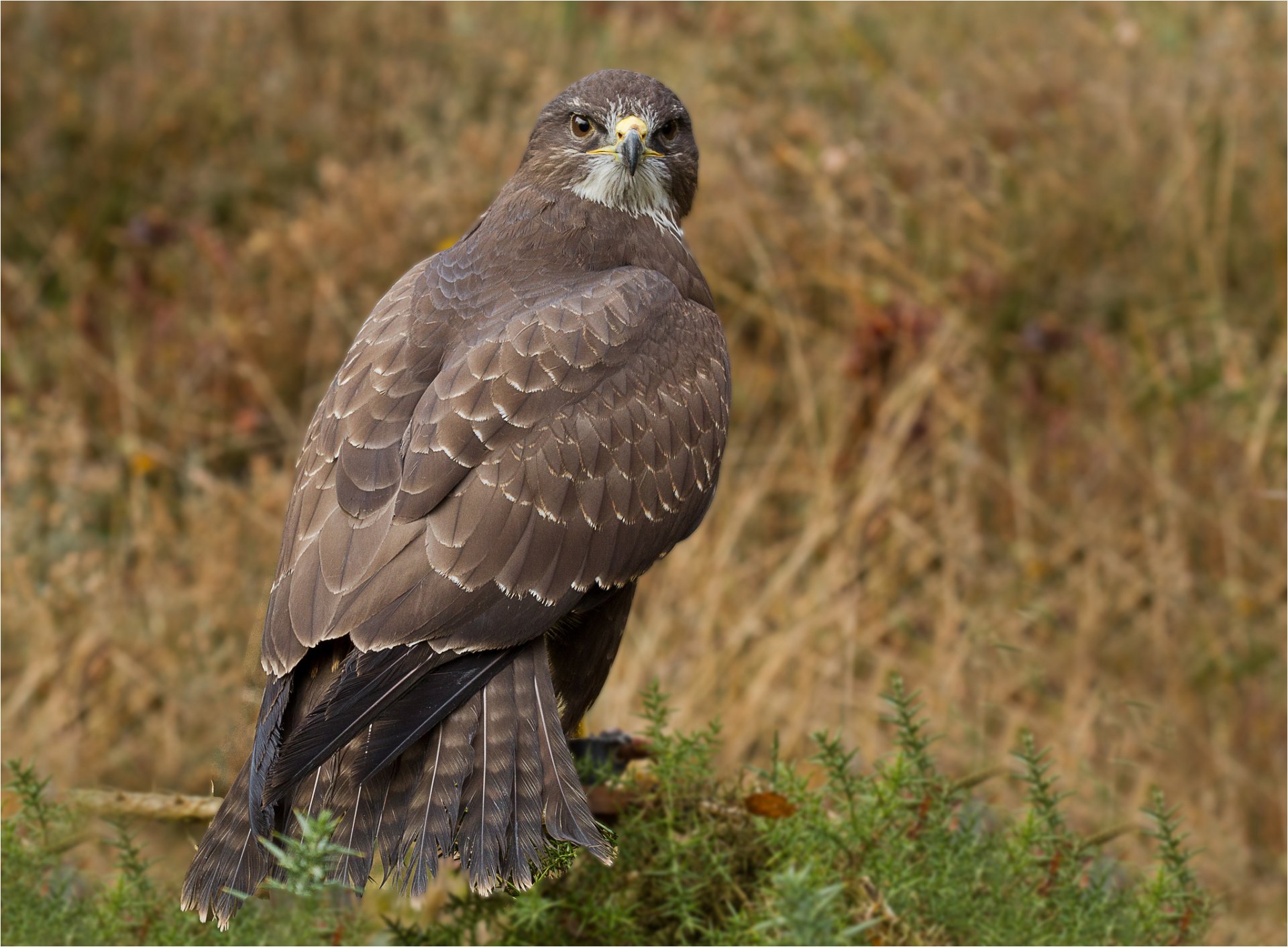 poultry predator buzzard hawk view