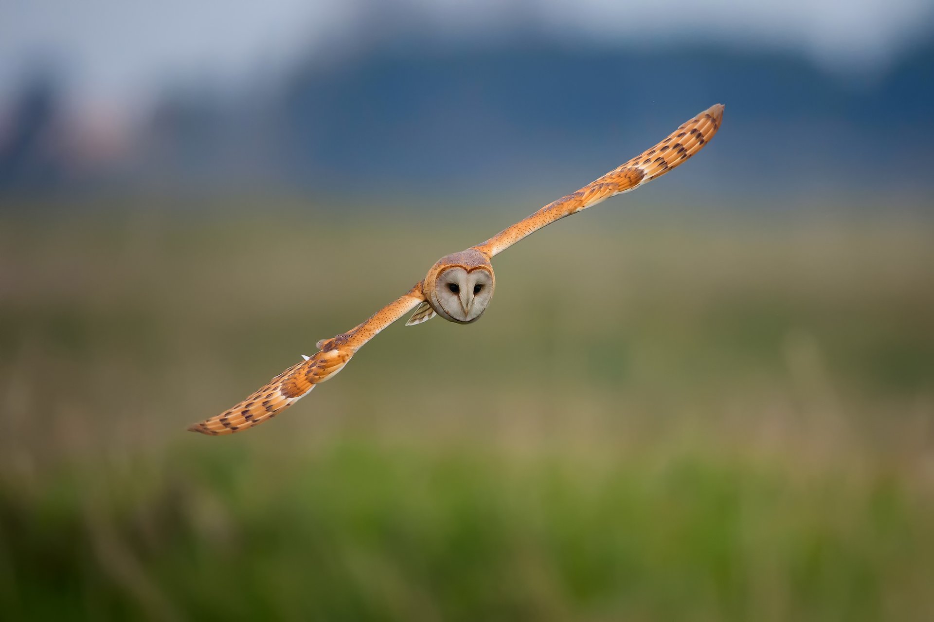 poultry owl background