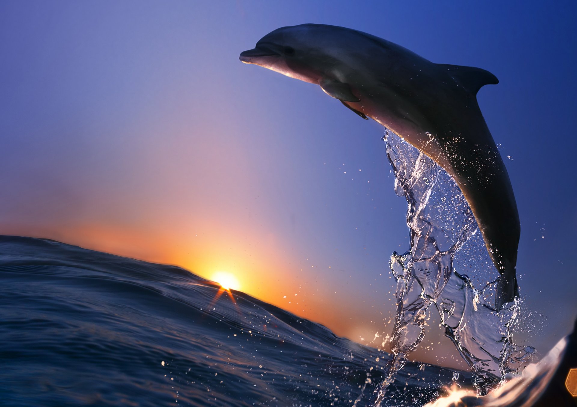 animale delfino salto mare oceano spruzzi