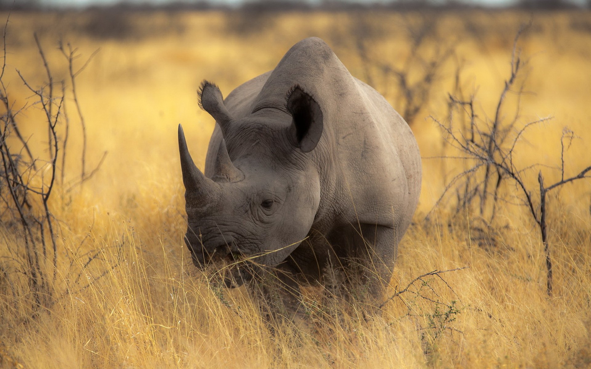 rhinocéros nature fond