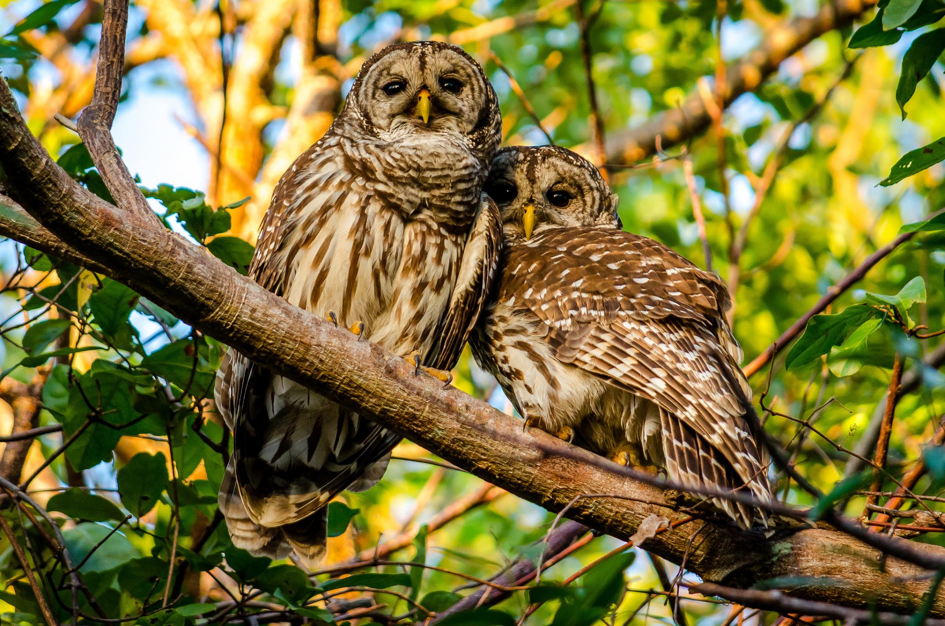 abigarrado oscuro búhos aves pareja rama