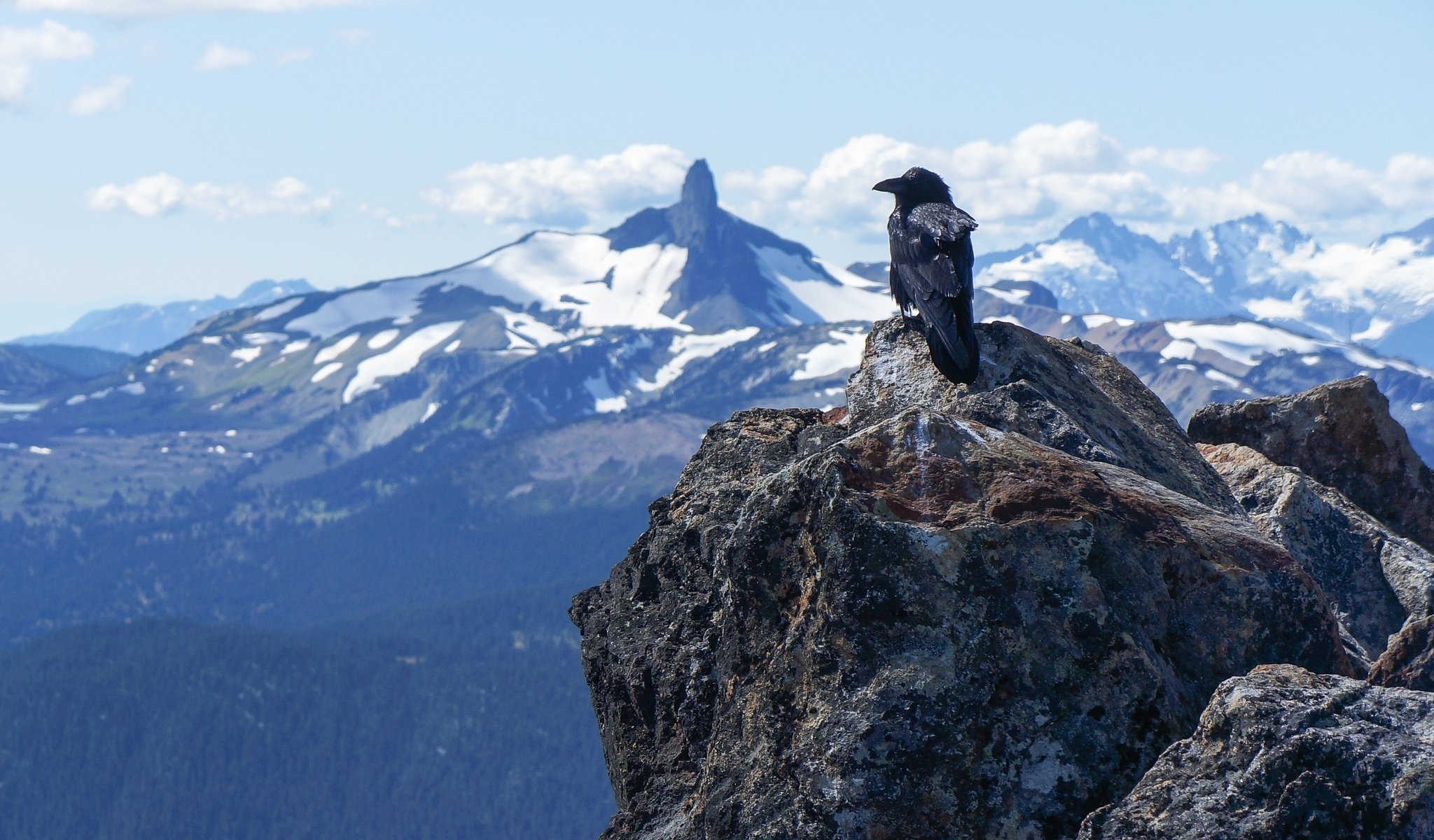 corbeau montagnes pierres oiseau