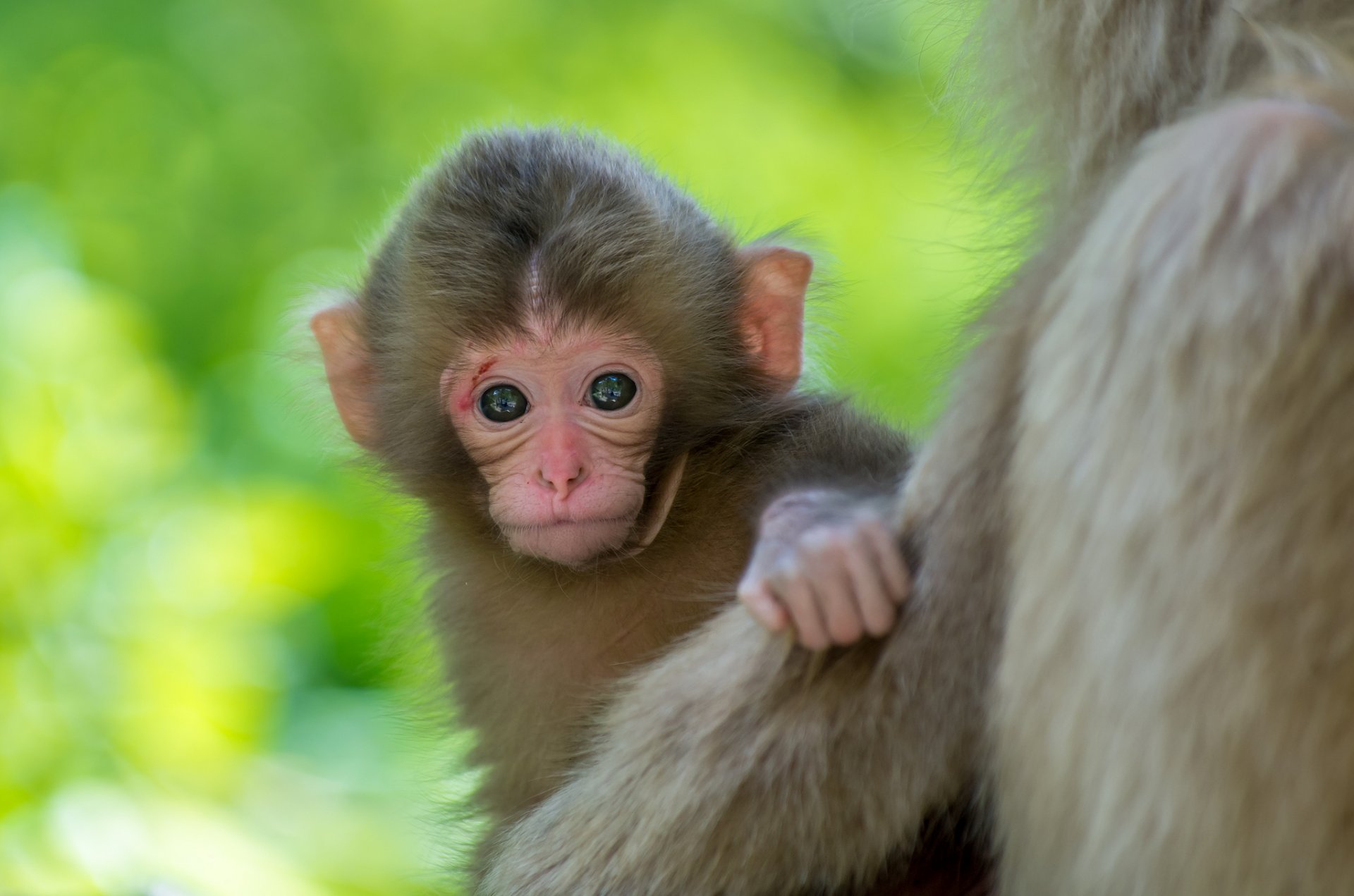 singe enfant fond