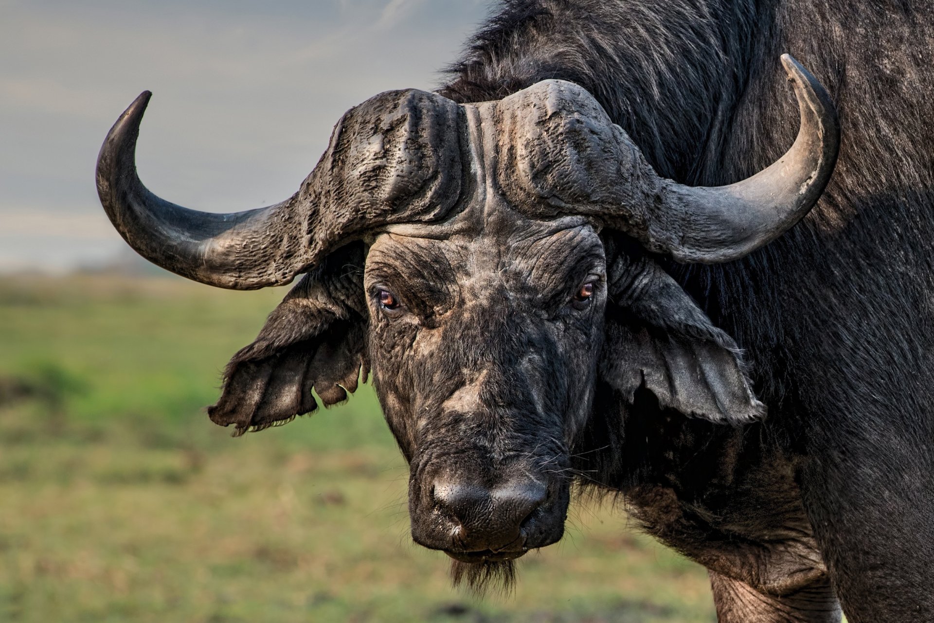 stier hörner blick