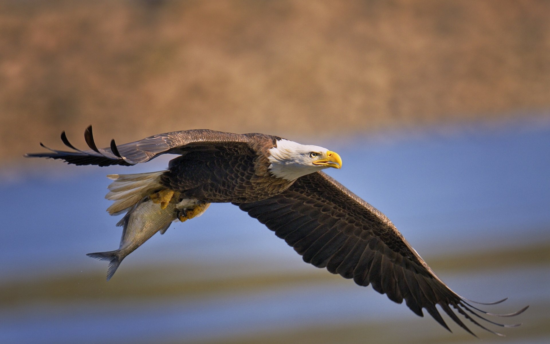 pygargue à tête blanche oiseau prédateur poisson ailes capture proie