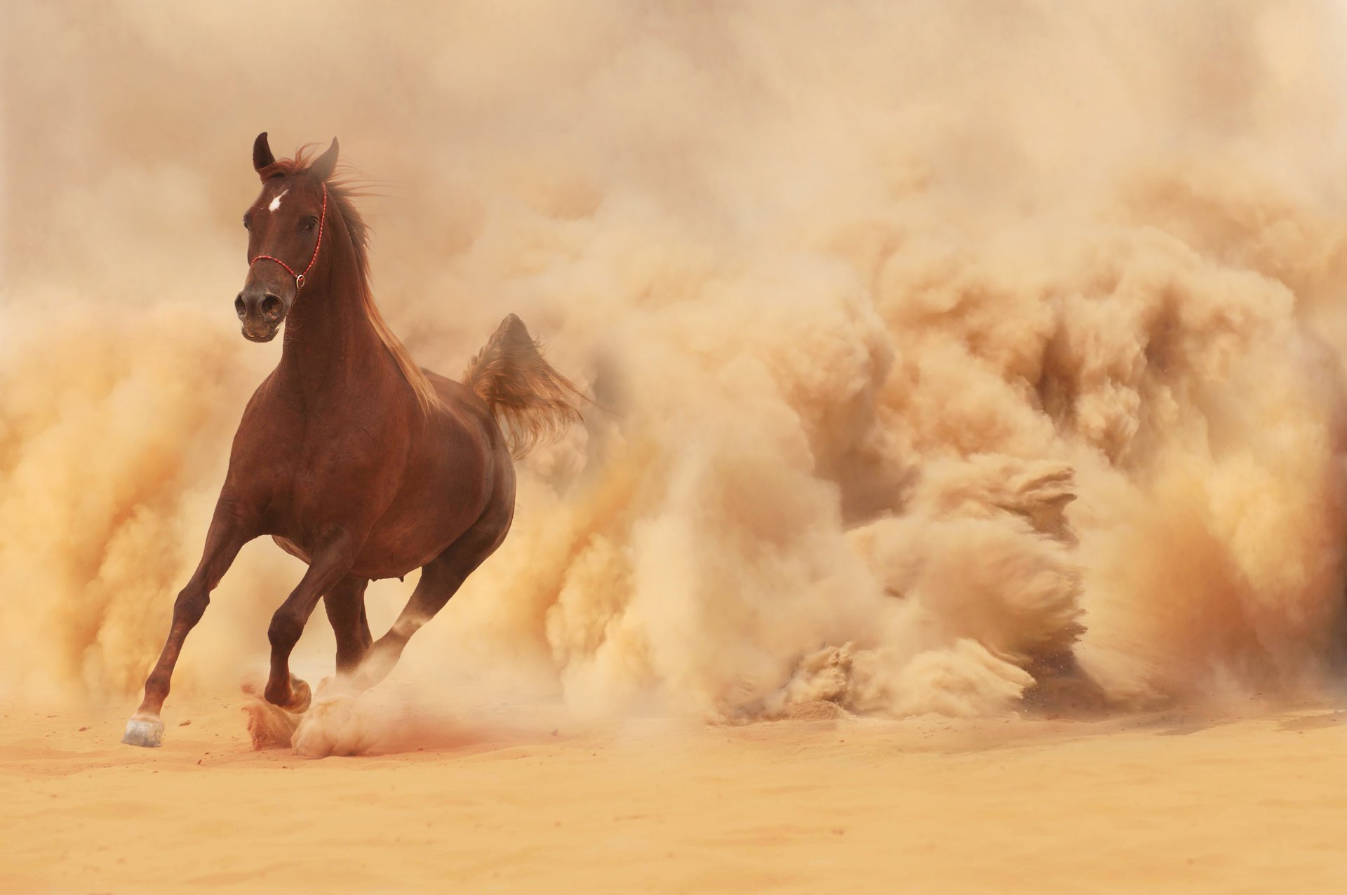 horse horse running running sand dust