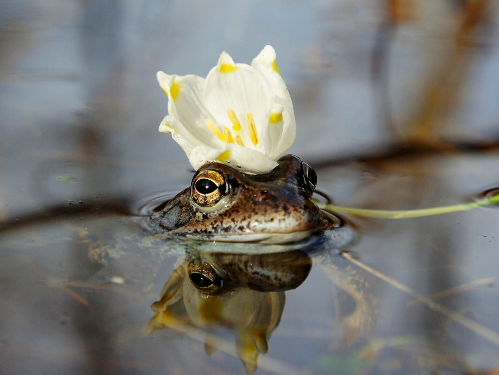 blume krone wasser froschkönigin