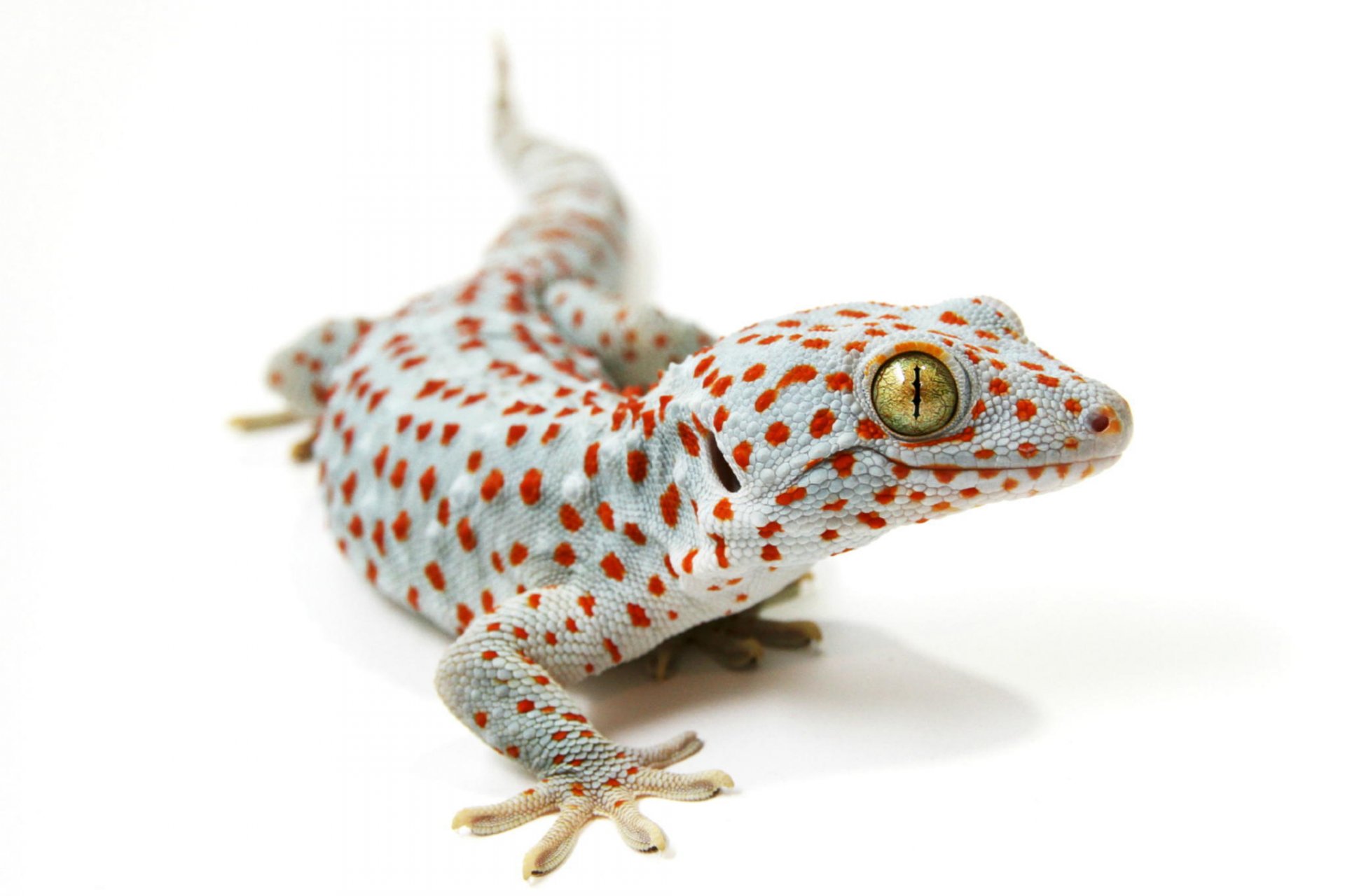 tokay gecko lizard background