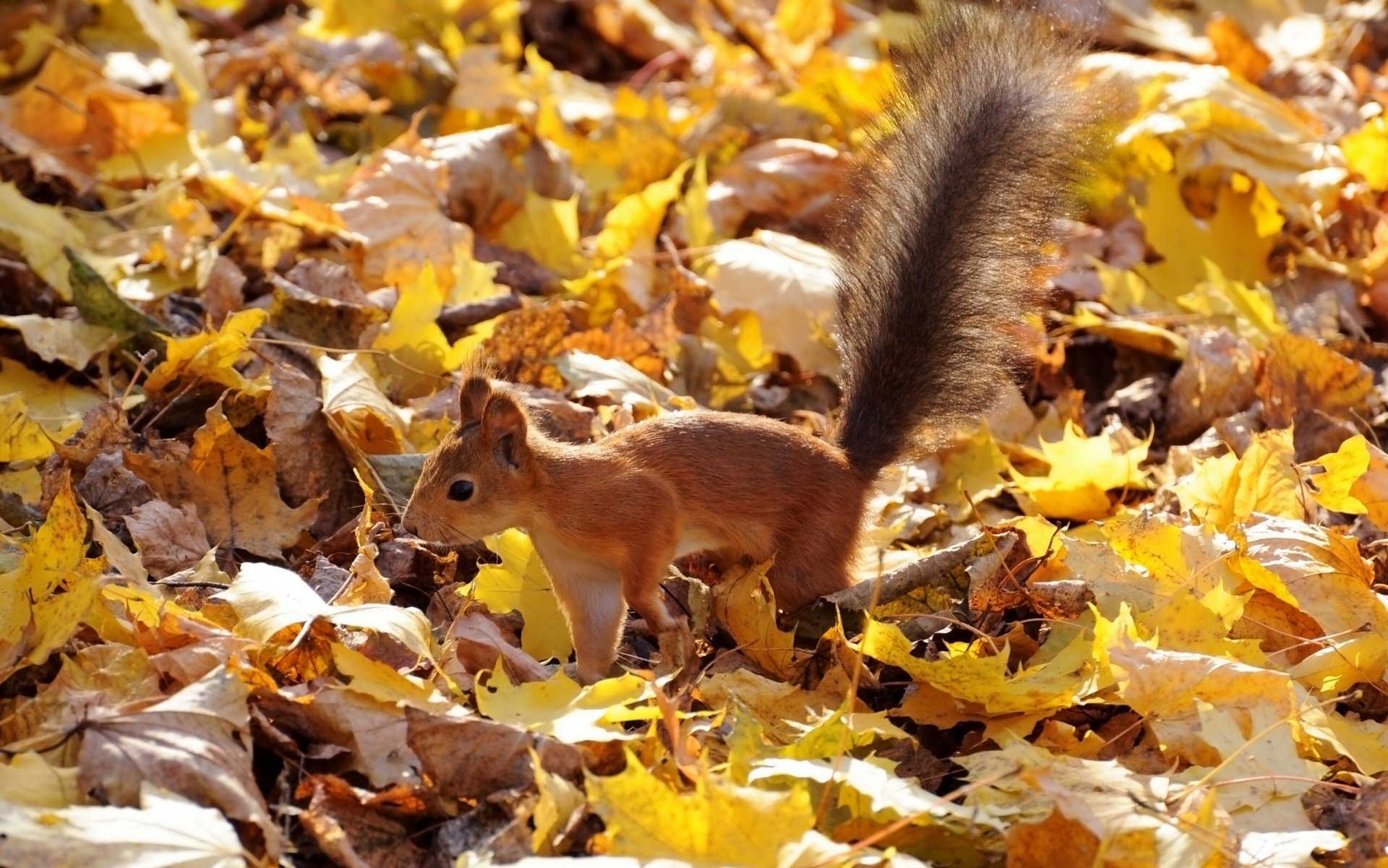 scoiattolo testa rossa coda soffice foglie autunno