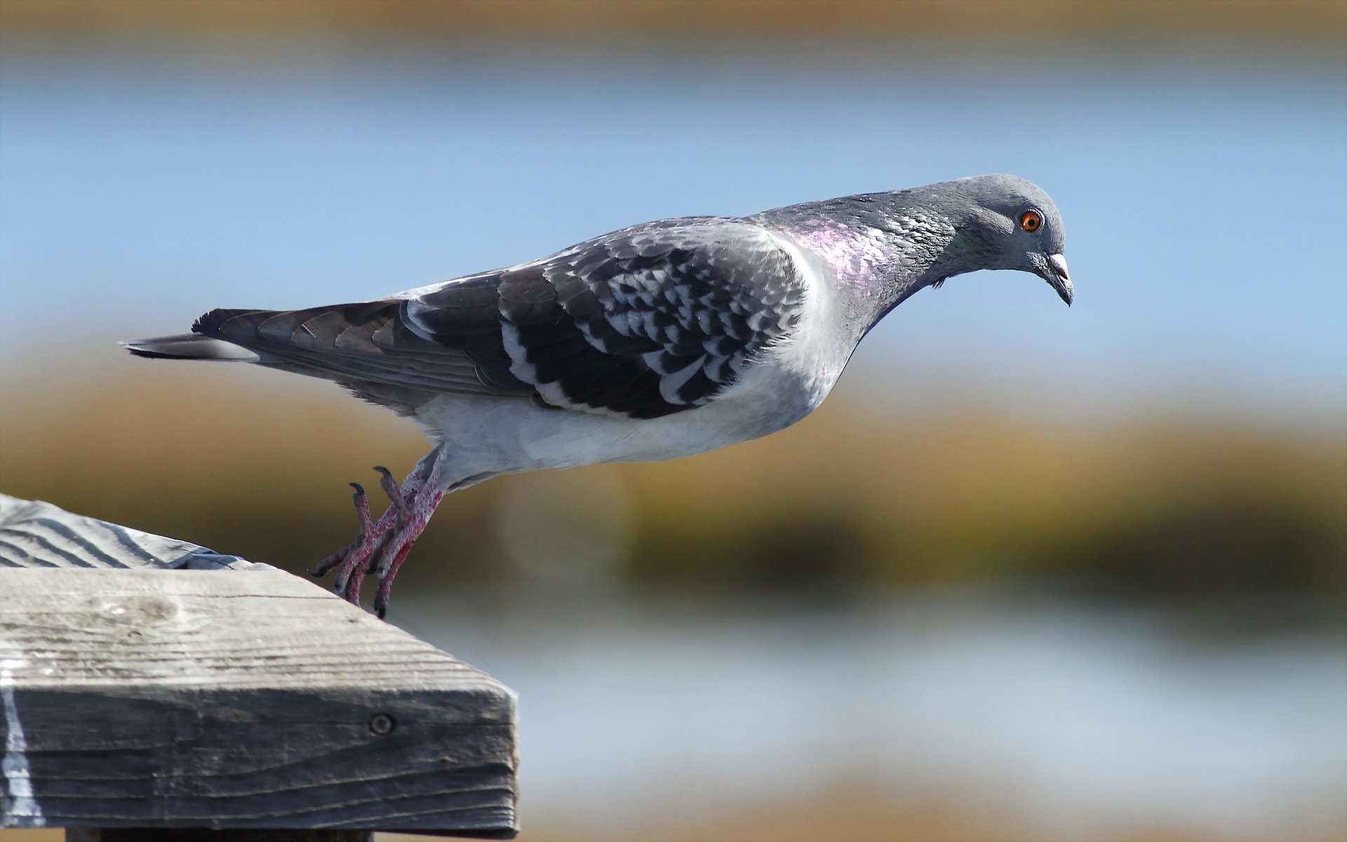 oiseau nature gros plan