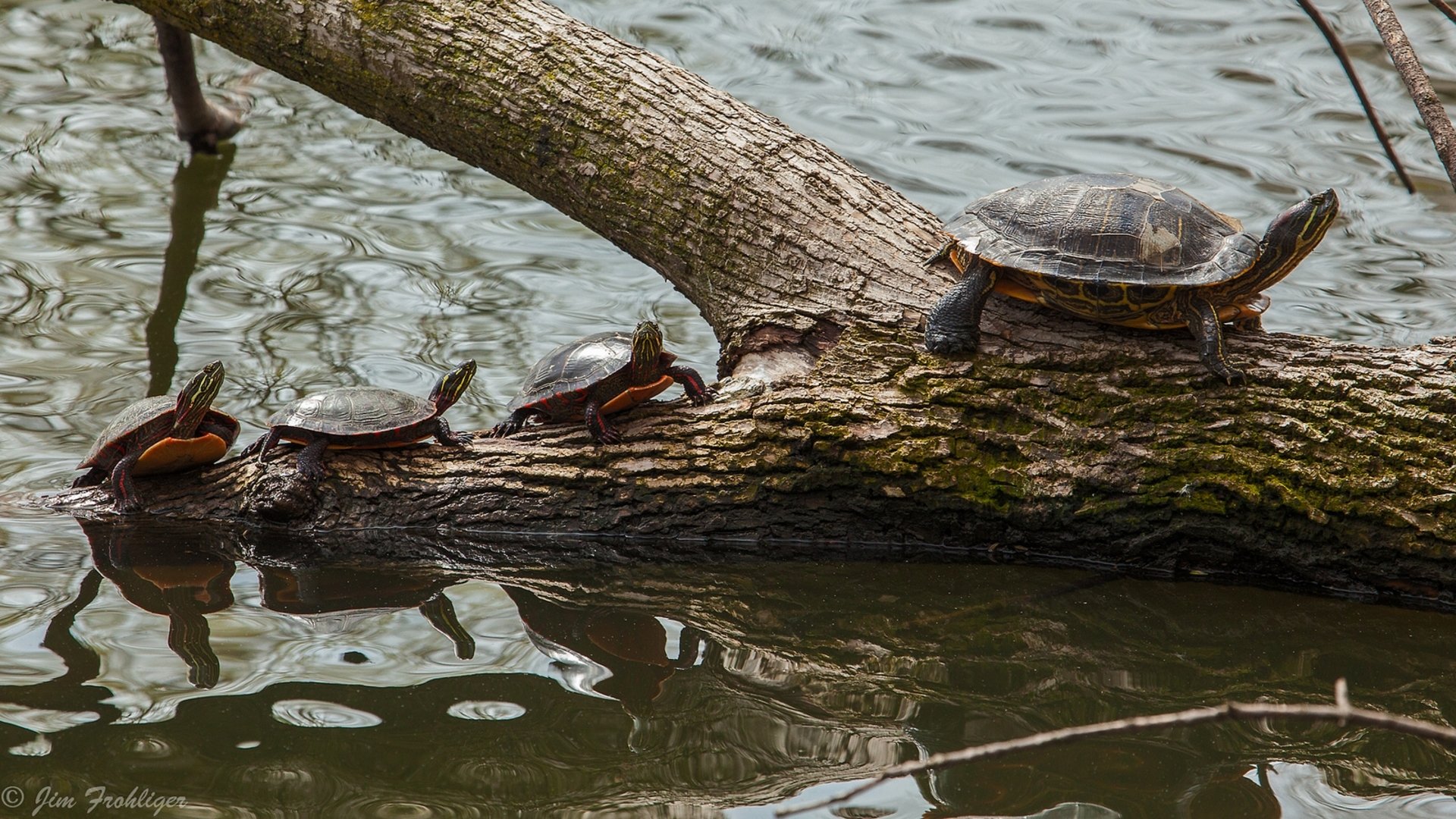 tortue peinte couvée tout-petits oursons eau bûche