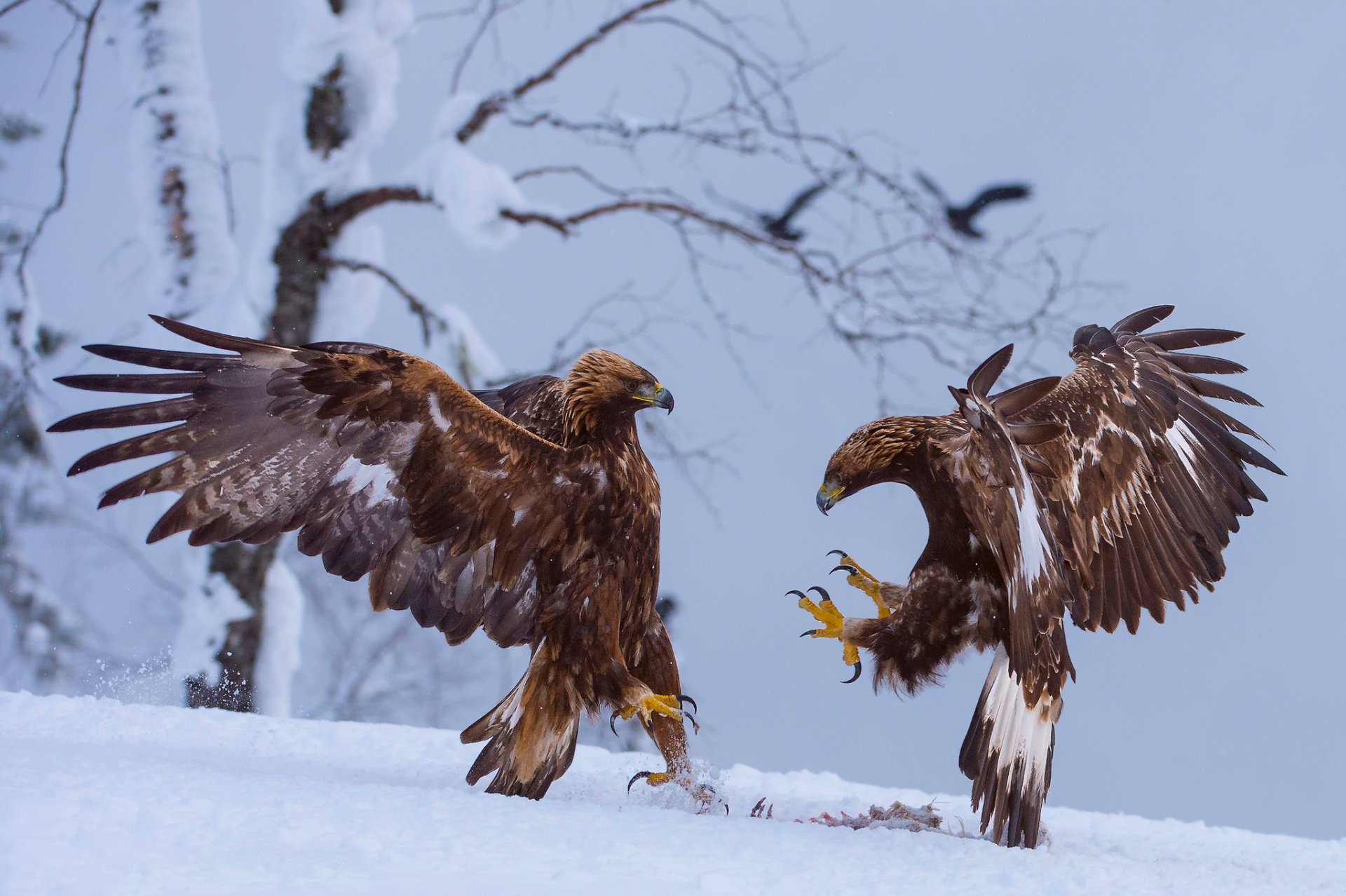 birds eagles mining snow winter