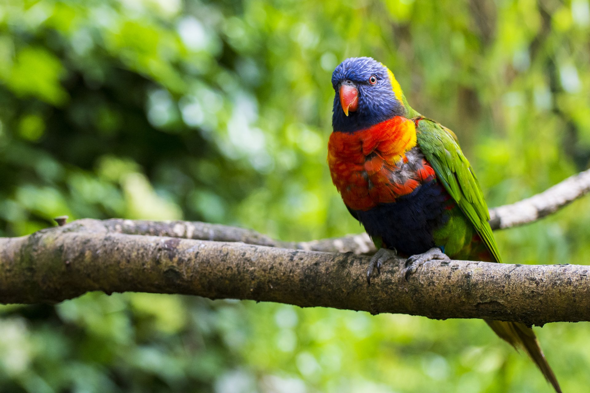 multicolor loriquette vogel papagei bunt zweig baum grün natur unschärfe