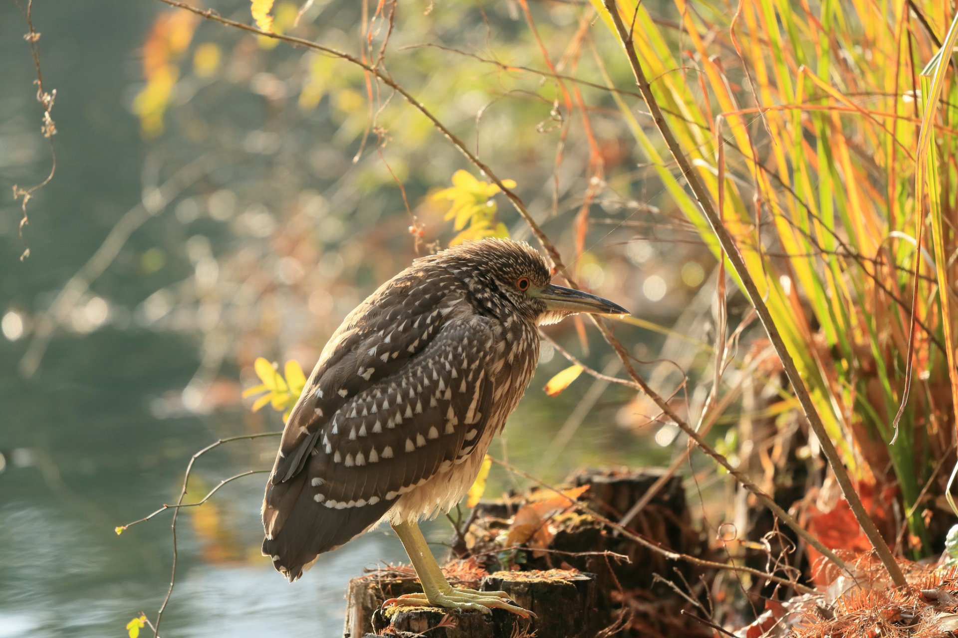 reservoir grass branches stumps poultry heron