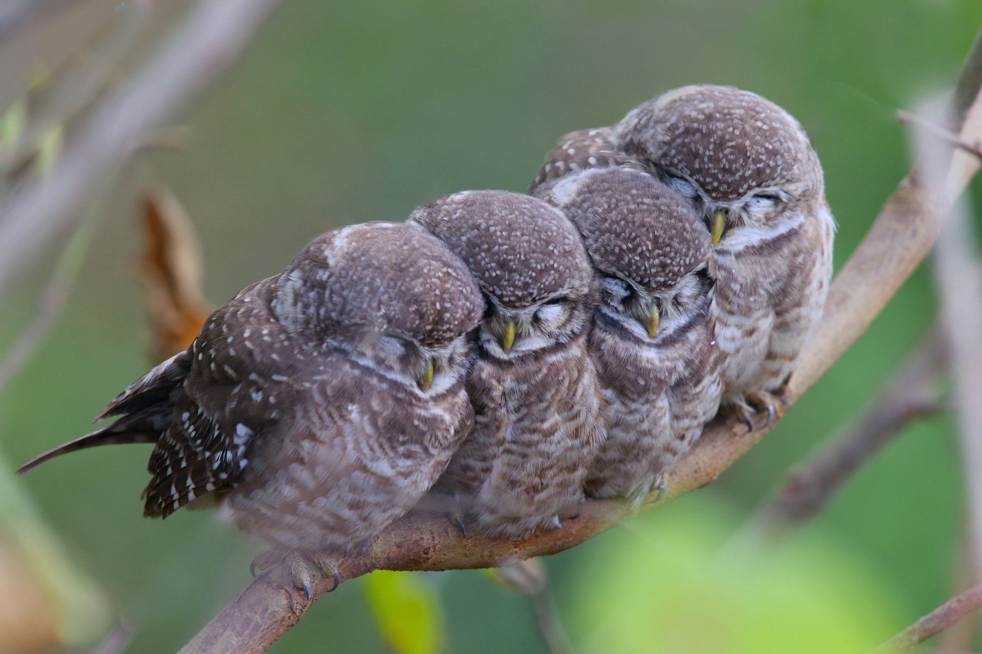 rama pájaros búhos mamá niños familia búhos manchados