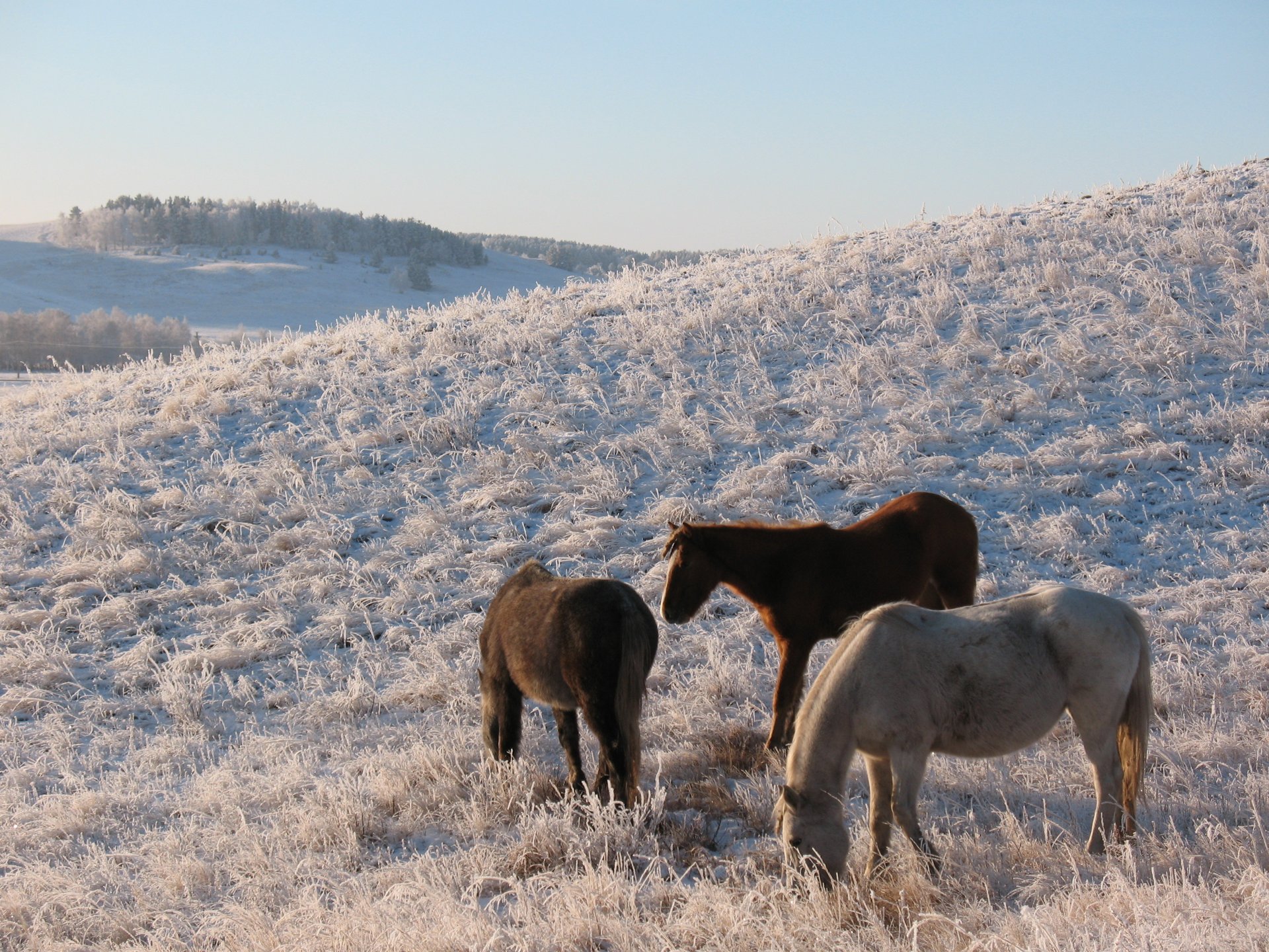 cheval cheval troupeau steppe kazakhstan colline hiver neige gel kokshetau pâturage pâturage hd fond d écran