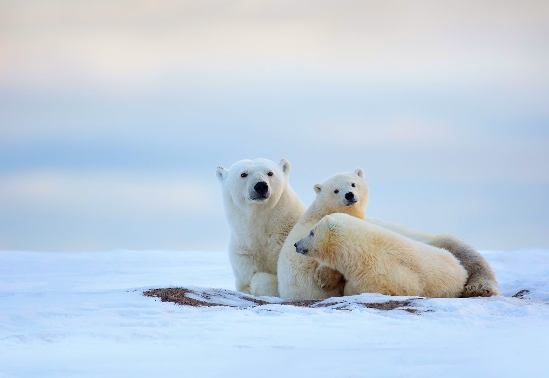 ours polaires ourse oursons hiver nord froid neige