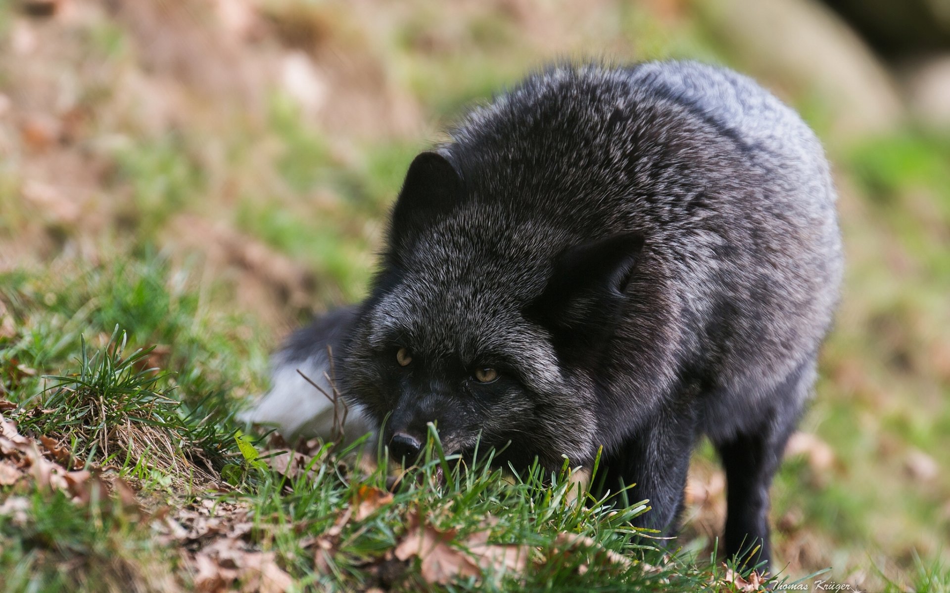 black-brown fox silver fox fox