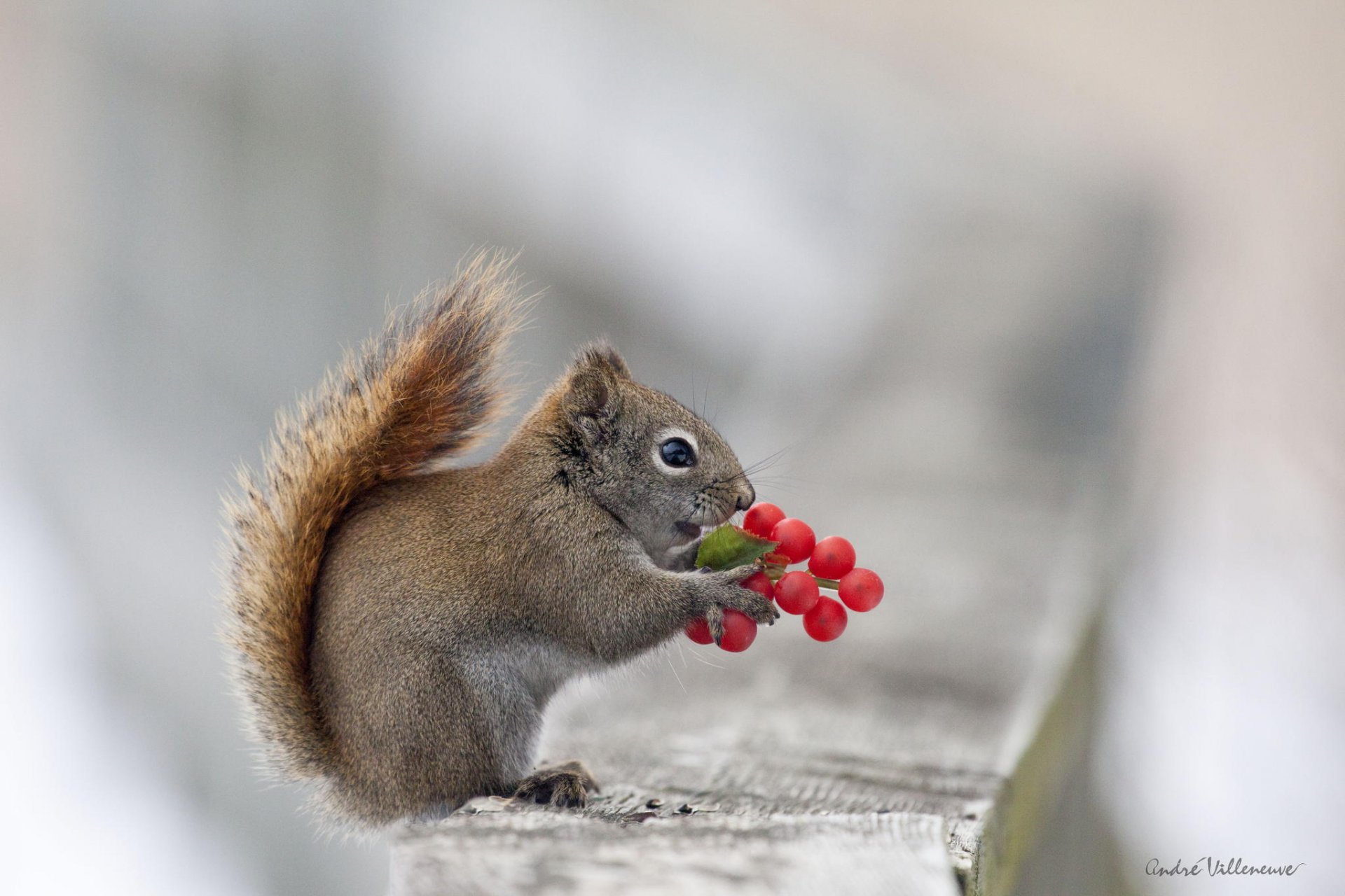 protein berries close up nature animal