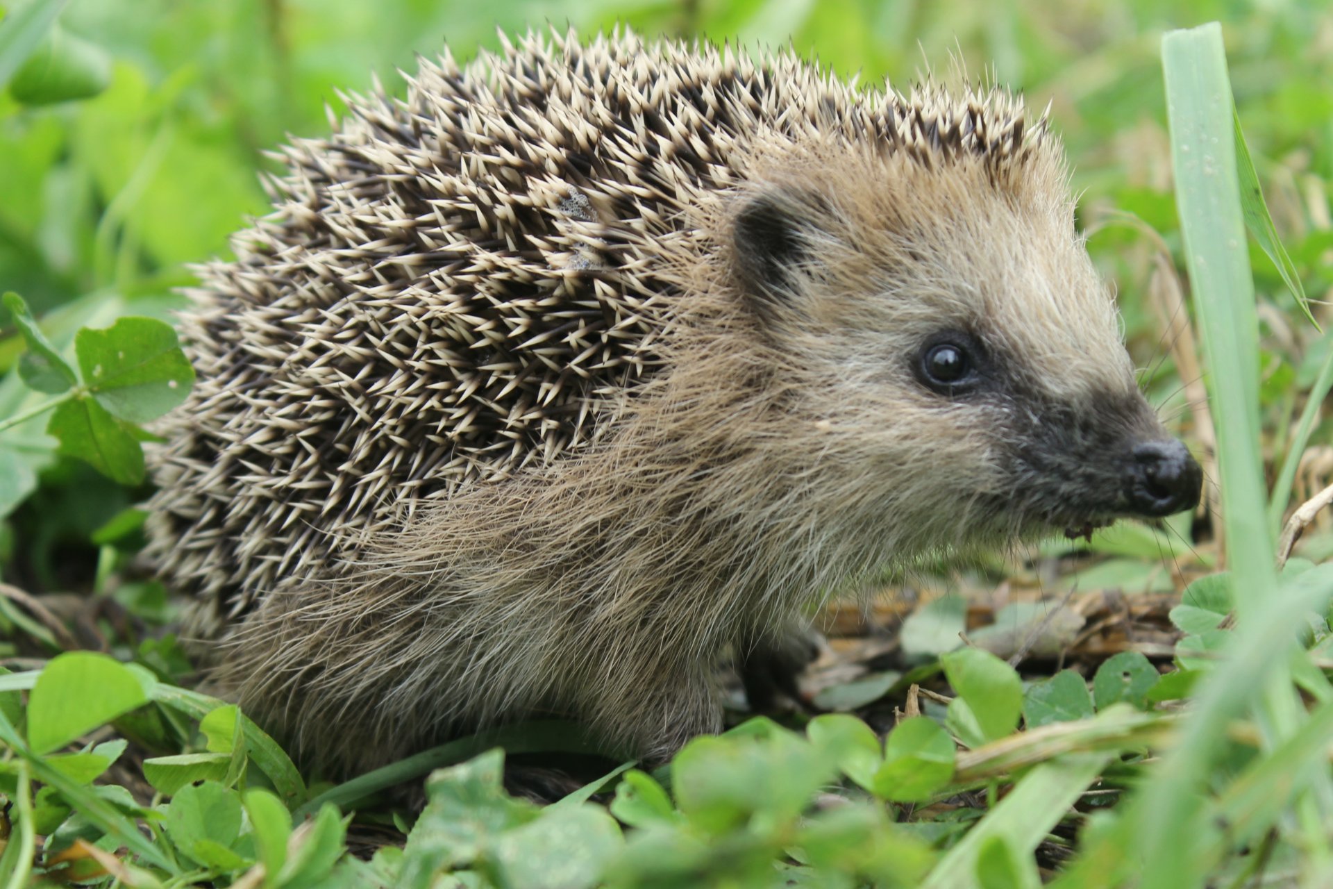 jeż kolce igły dziki natura trawa trawnik