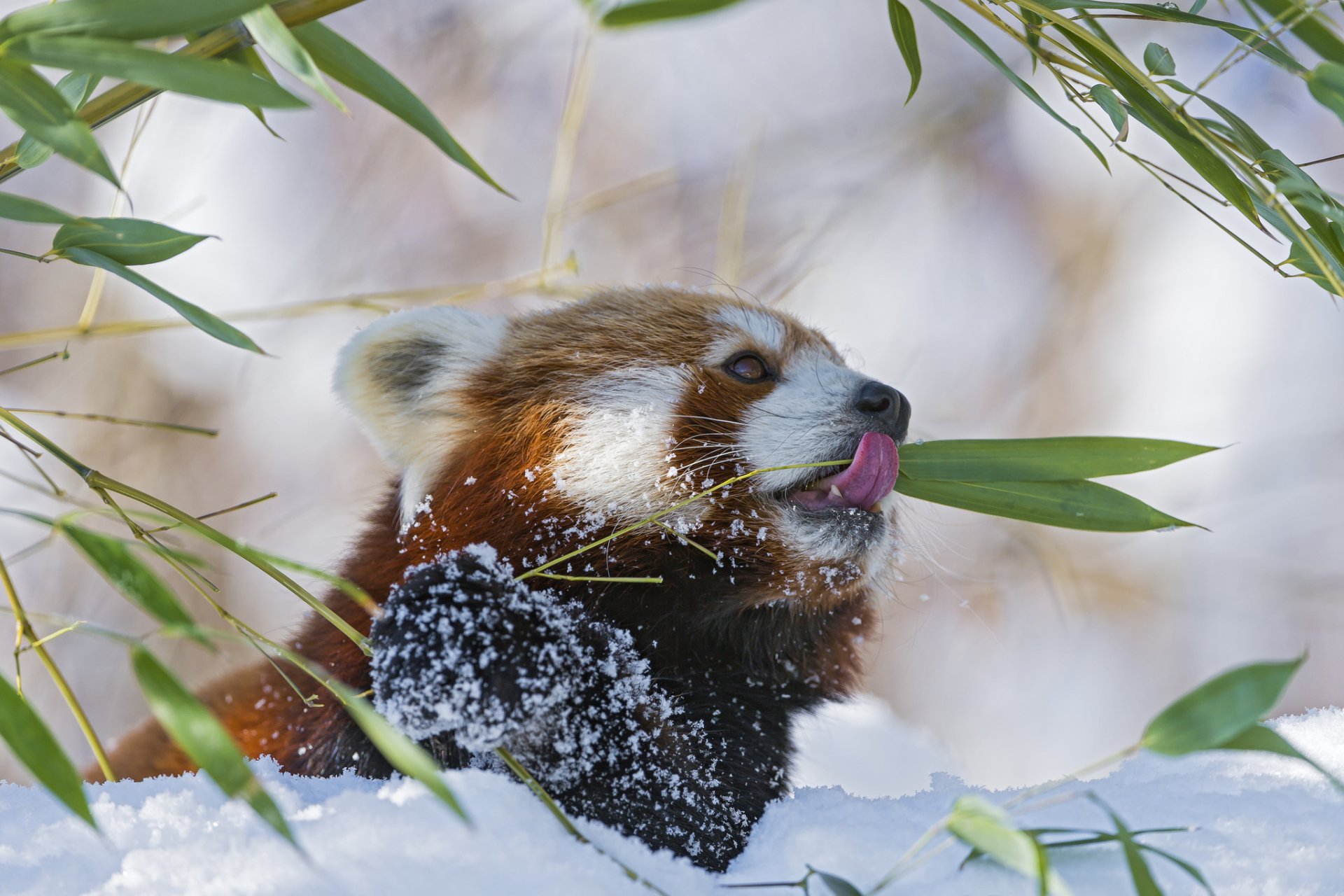 красная панда firefox ветка бамбук снег зима язык малая панда ©tambako the jaguar