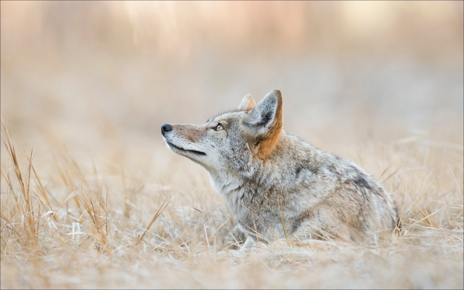 animales coyote lobos