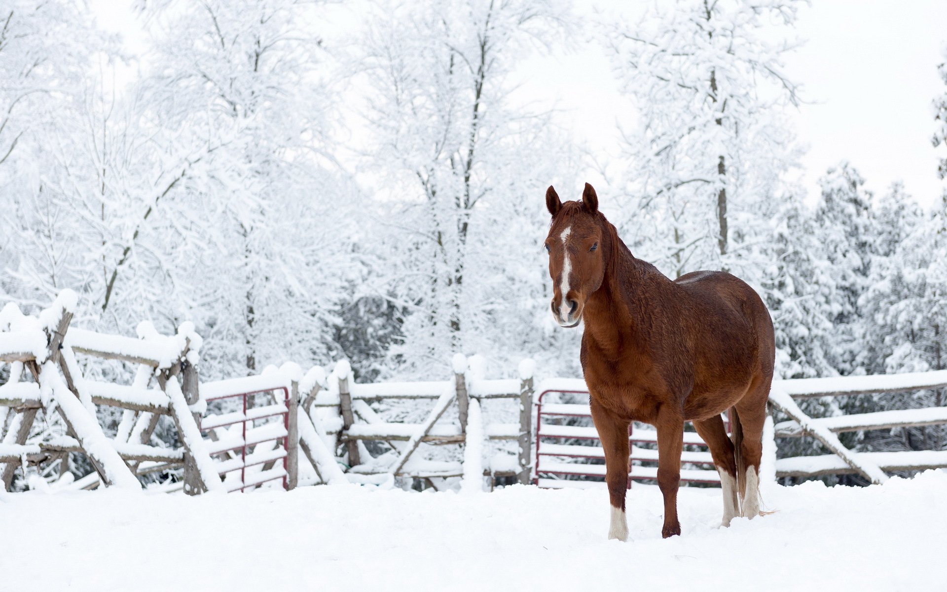 cheval neige nature