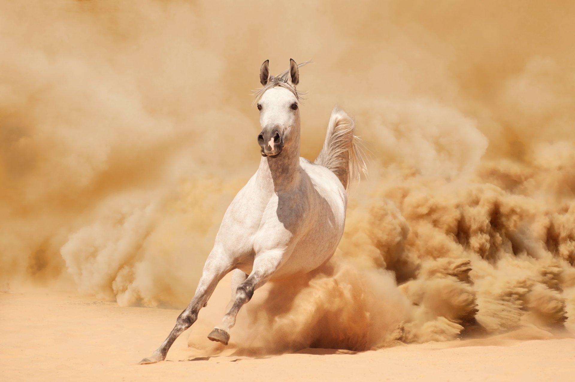 le cheval cheval courent course sable poussière